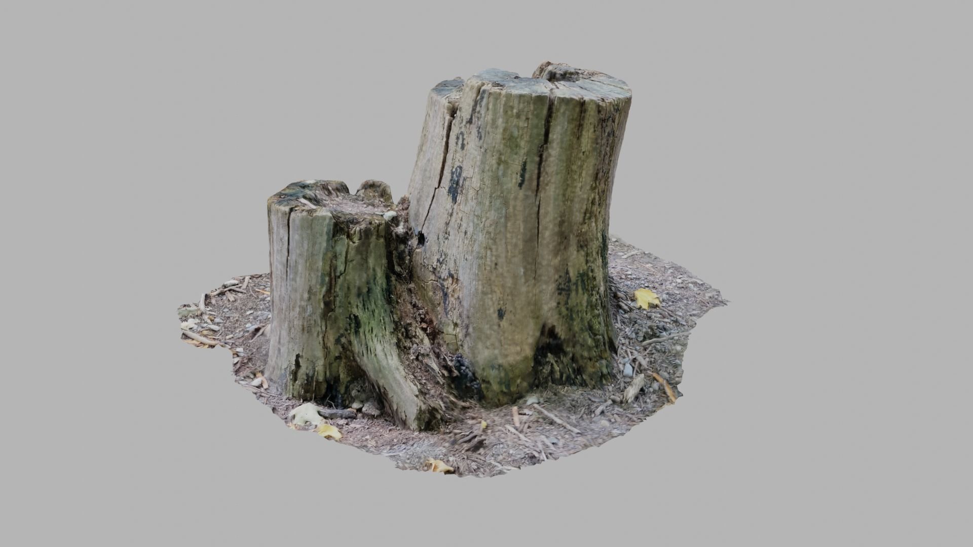 Rotting Tree Stumps - Photoscan 3D Model - Varying LOD Free low-poly 3D model_2