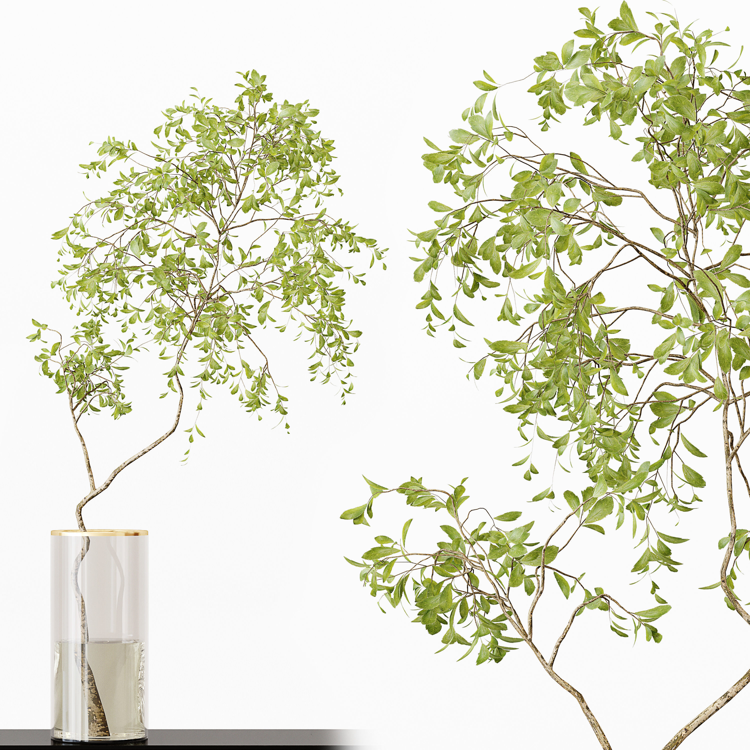 Collection Indoor Plants 017 3D model_2