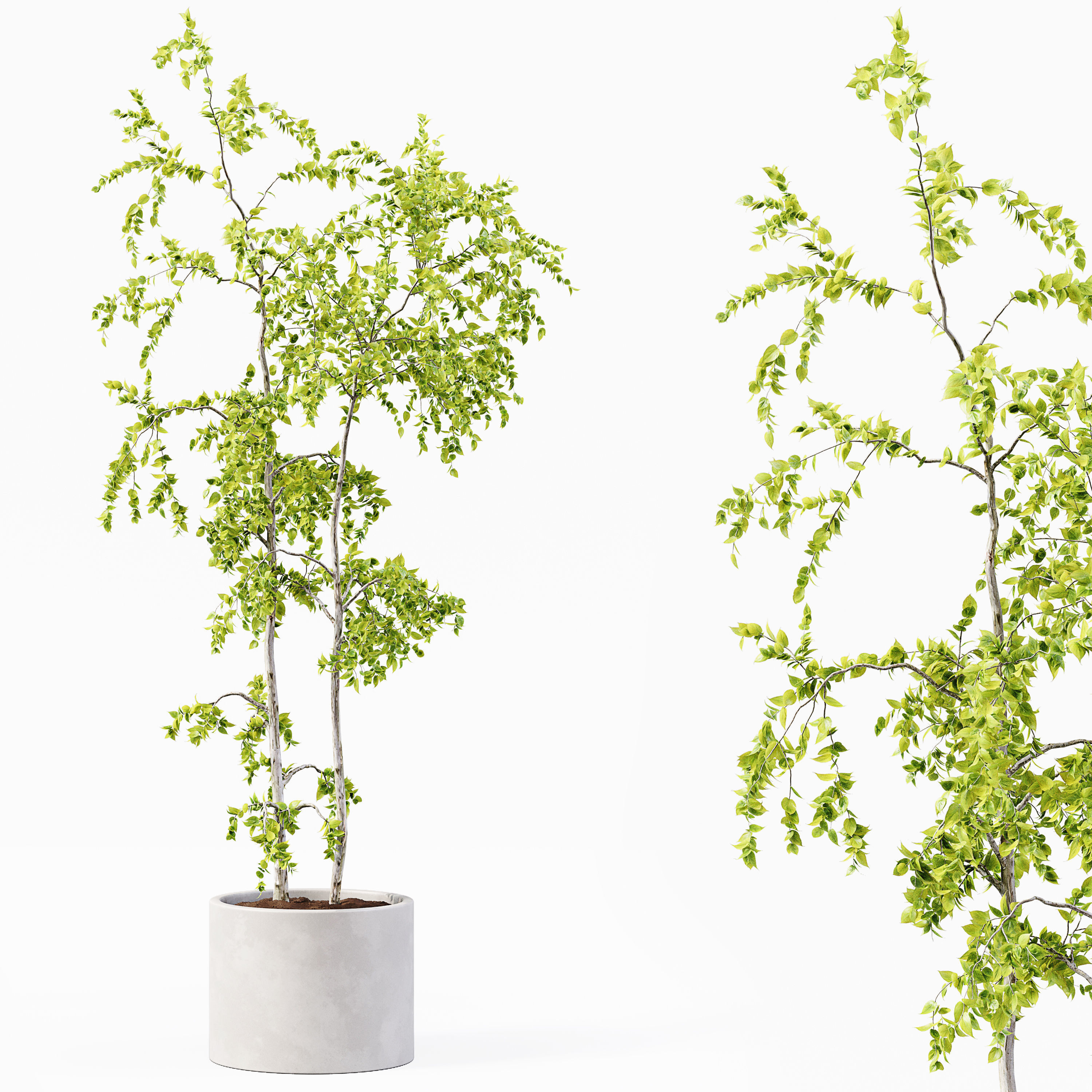 Collection Indoor Plants 018 3D model_4