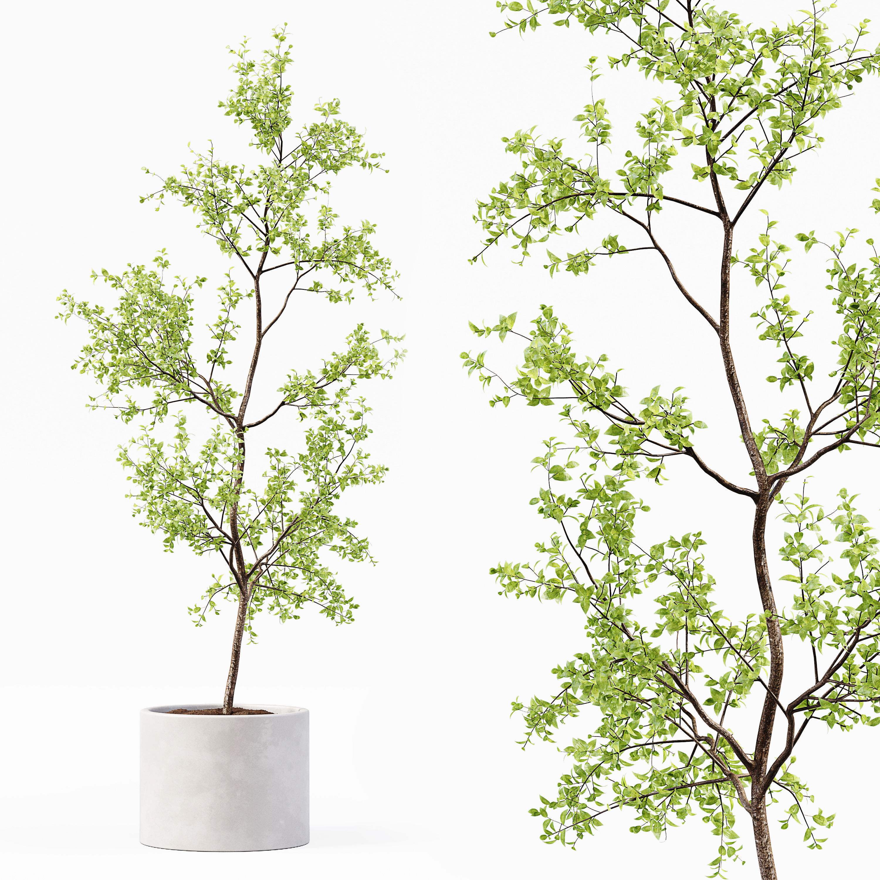 Collection Indoor Plants 018 3D model_1