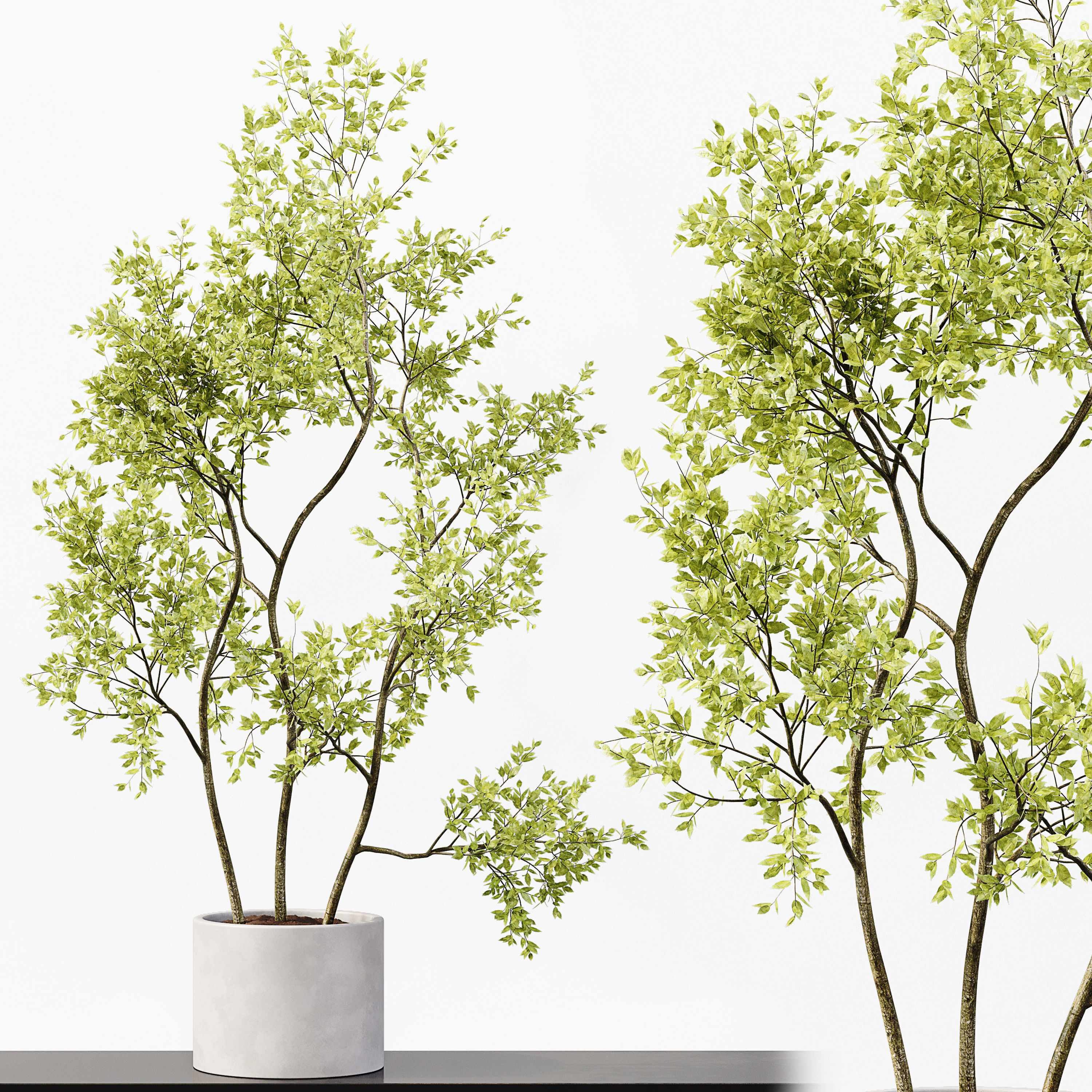 Collection Indoor Plants 018 3D model_2