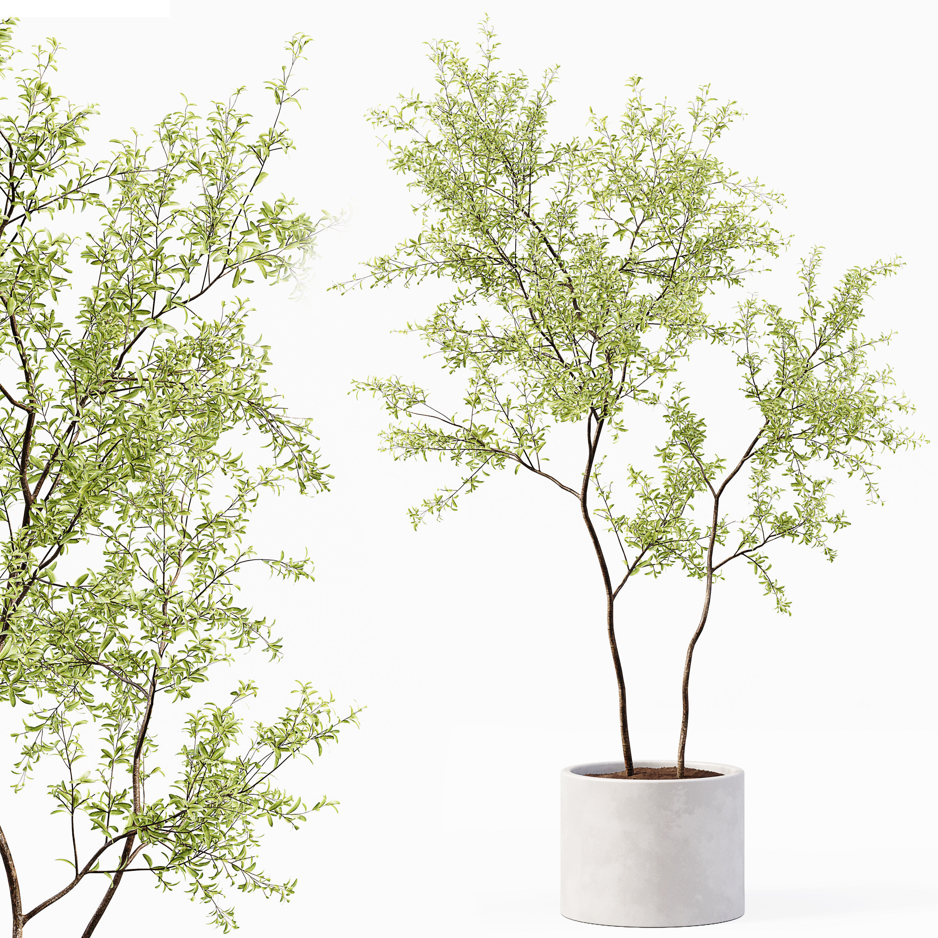 Collection Indoor Plants 018 3D model_3