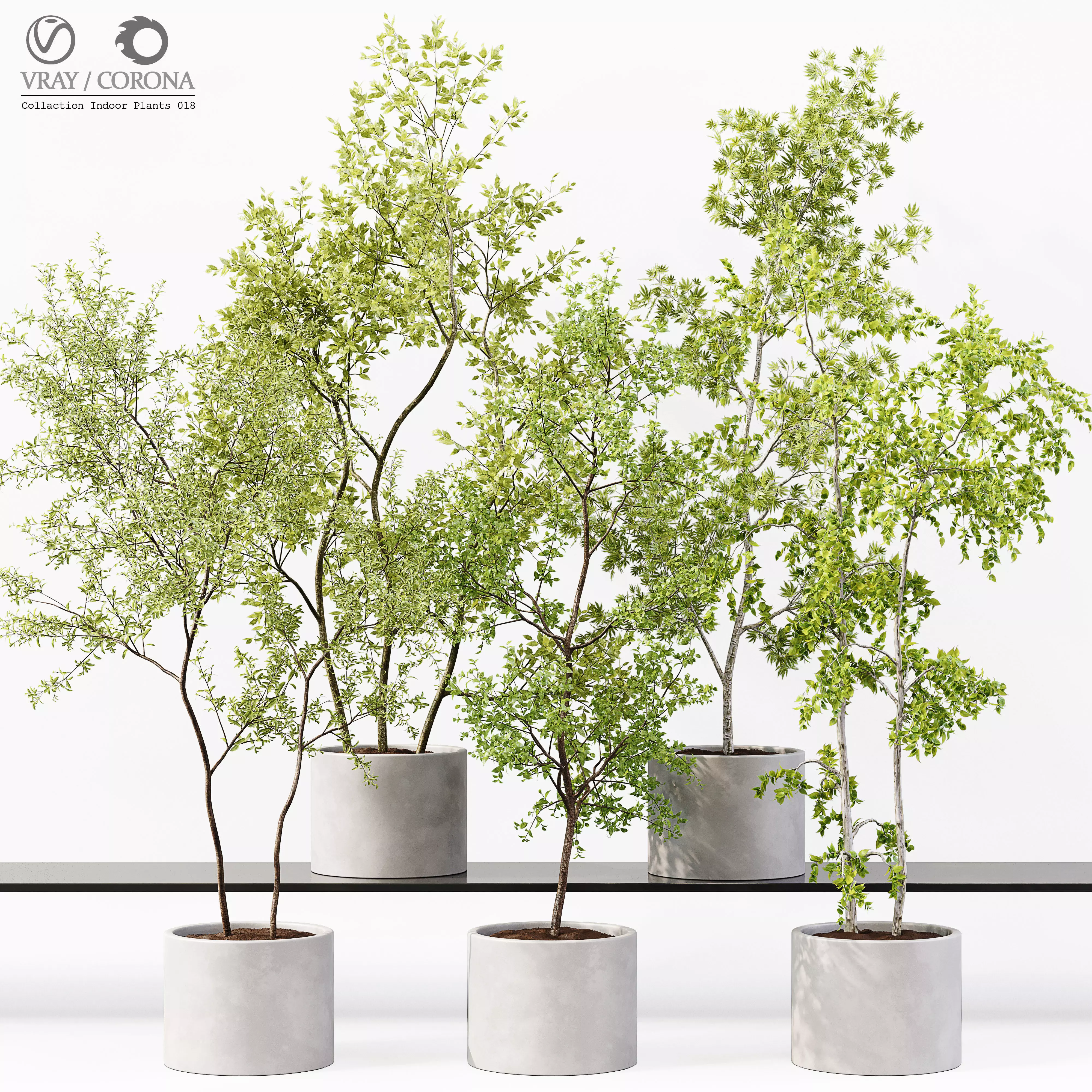 Collection Indoor Plants 018 3D model_0