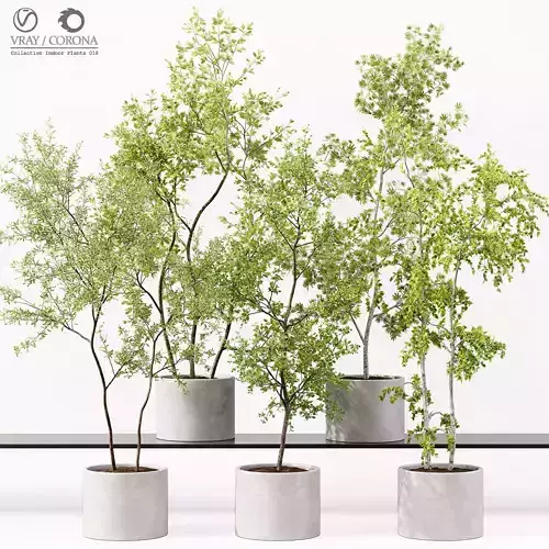 Collection Indoor Plants 018 3D model