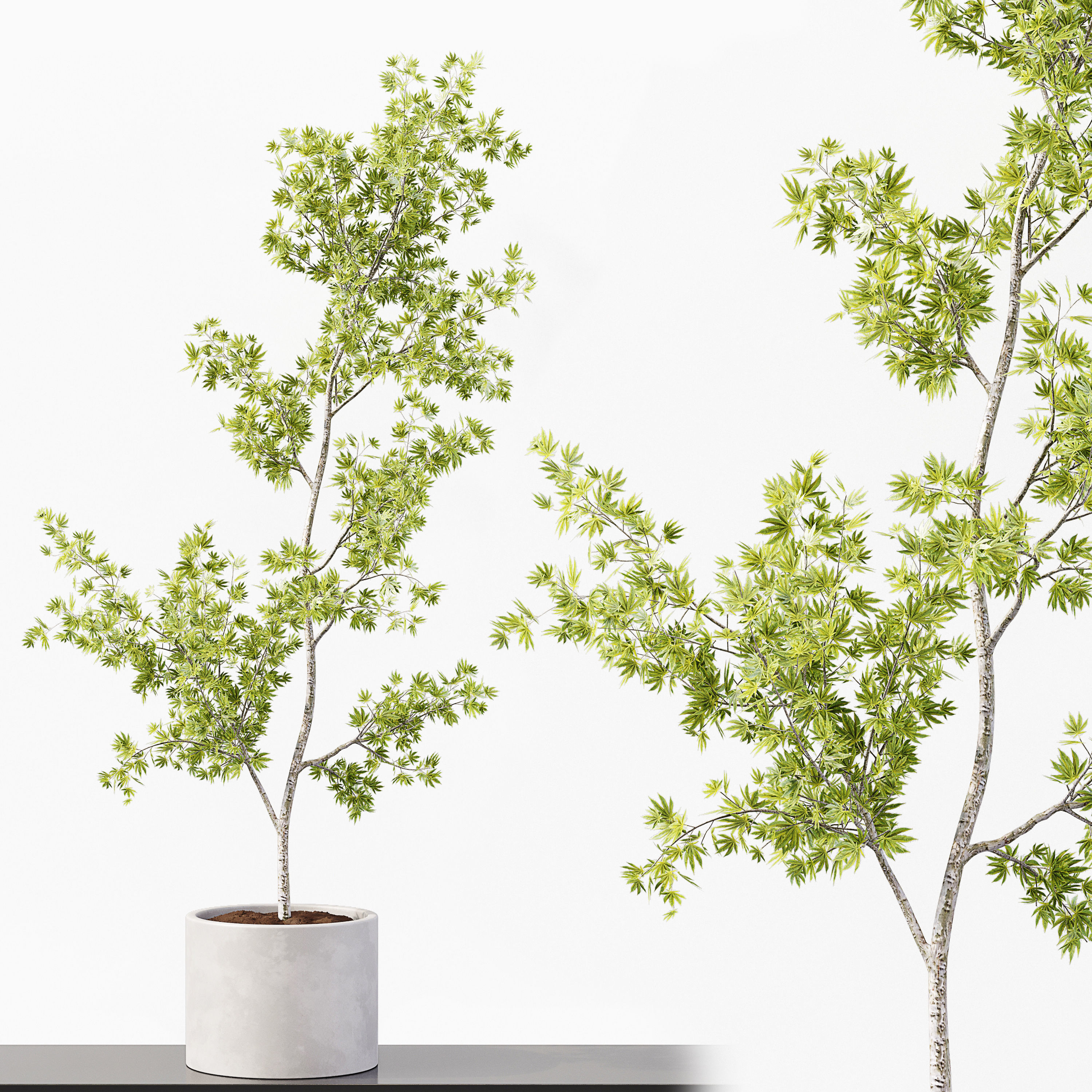 Collection Indoor Plants 018 3D model_5