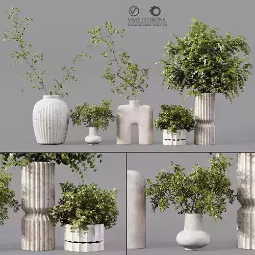 Collection Indoor Plants 019 3D model