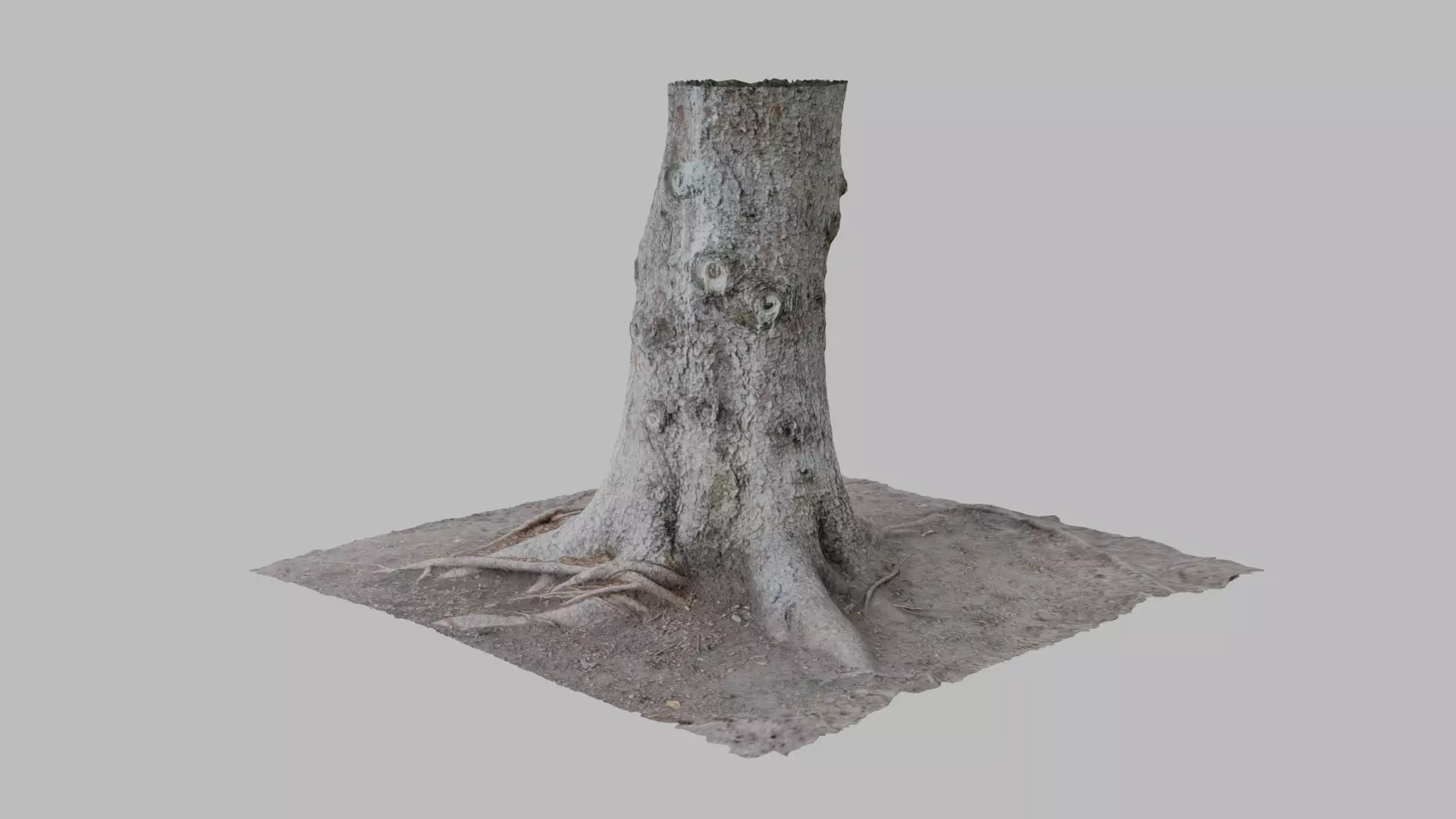 Pine Tree Trunk - Photoscan 3D Model - Varying LOD Free low-poly 3D model