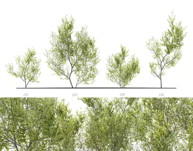 Young olive tree 3D model