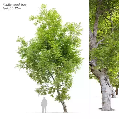 Fiddlewood tree 2
