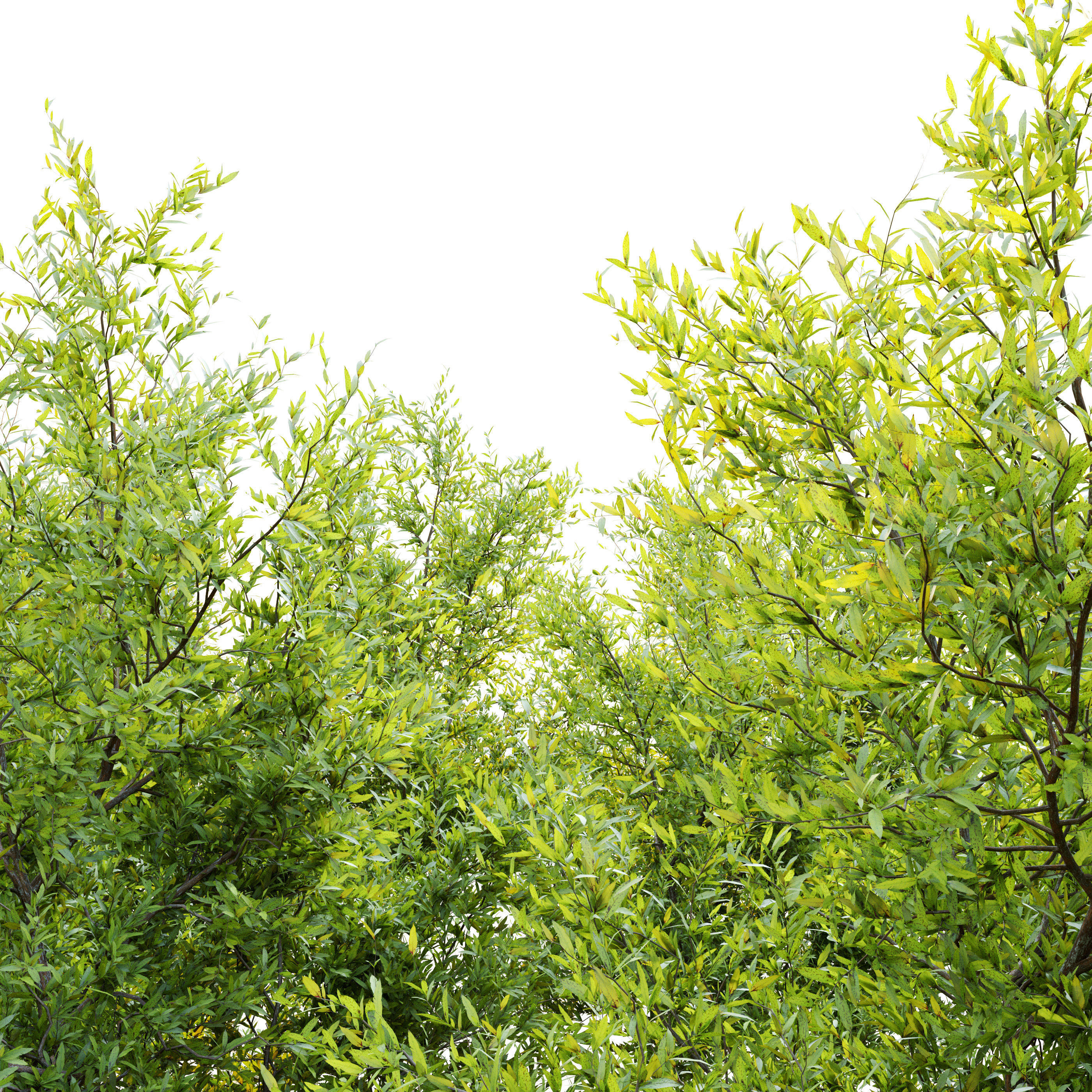 Purpurea bush 3D model_2