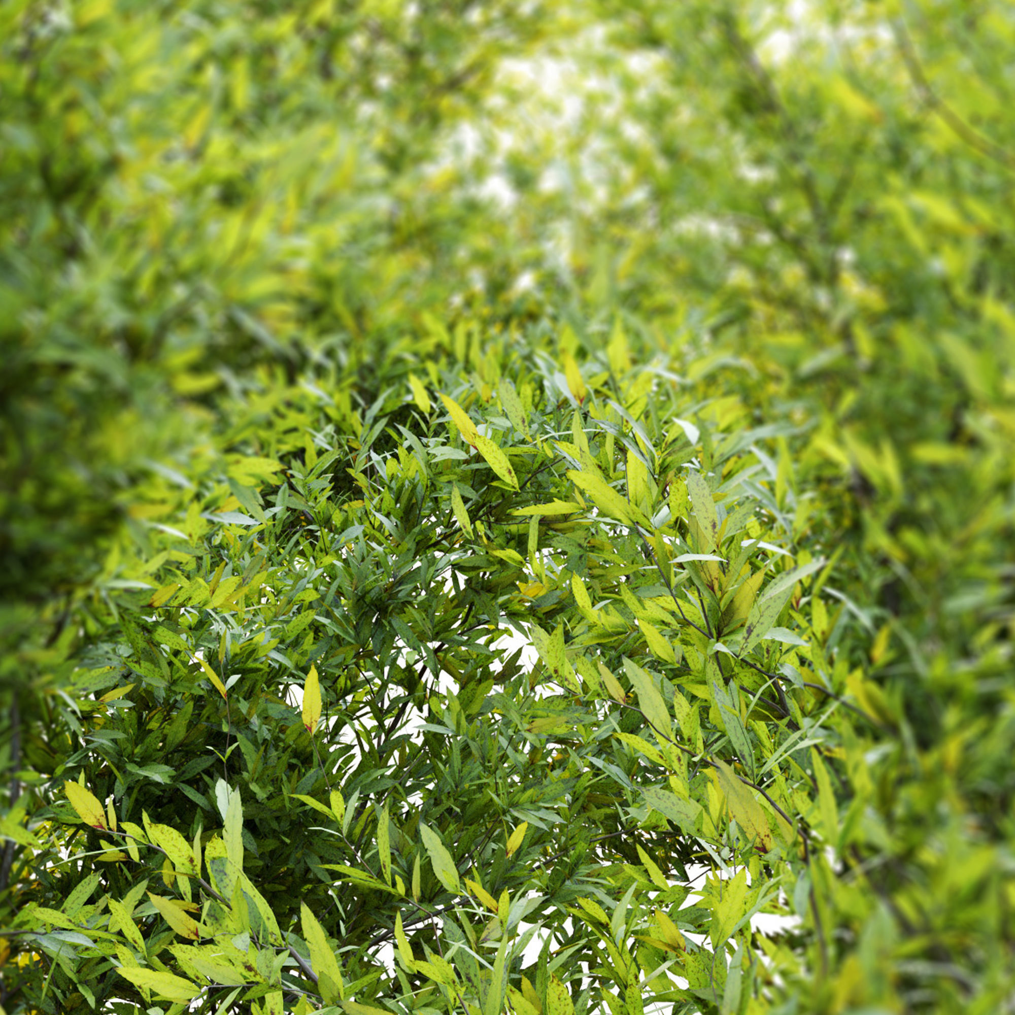 Purpurea bush 3D model_5