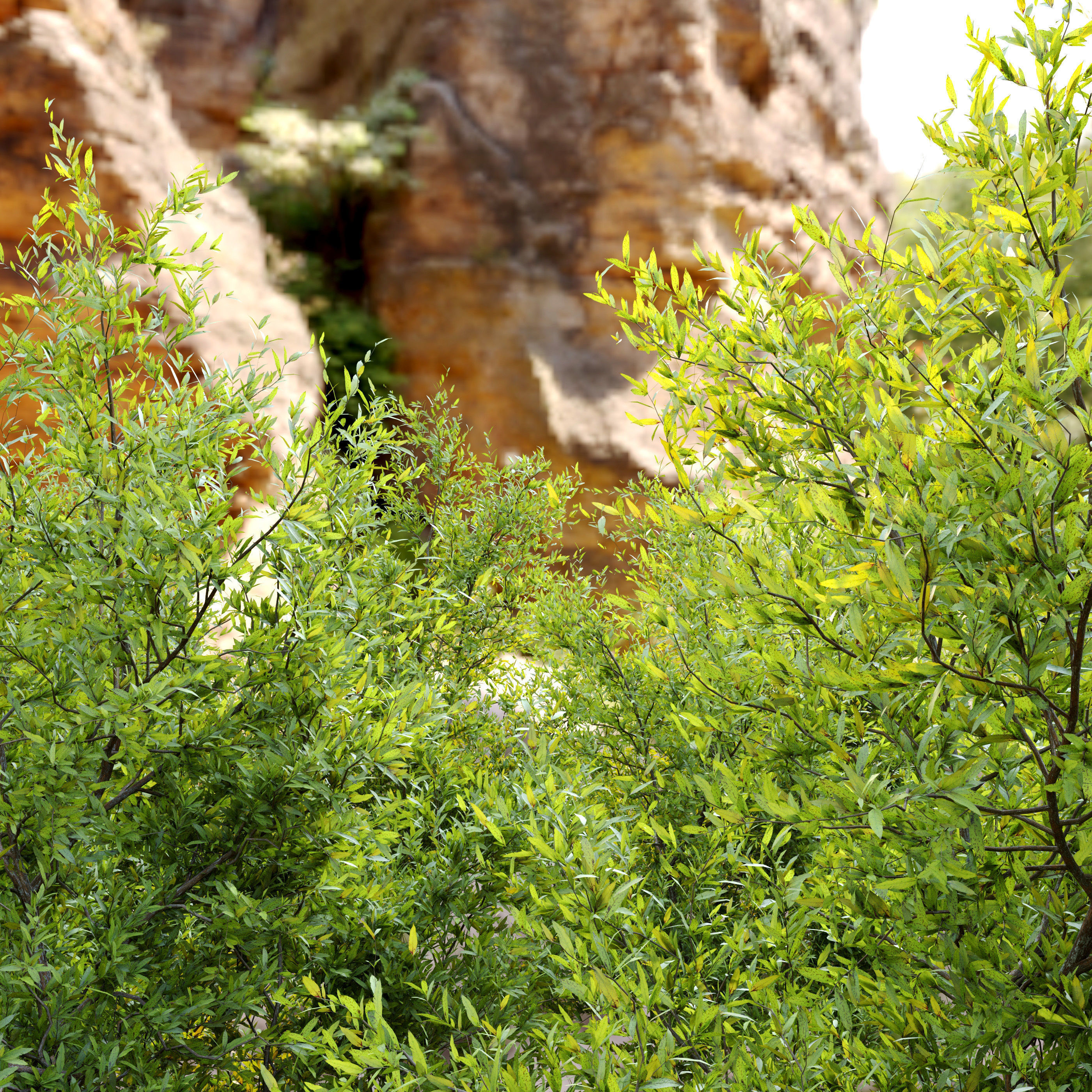 Purpurea bush 3D model_3