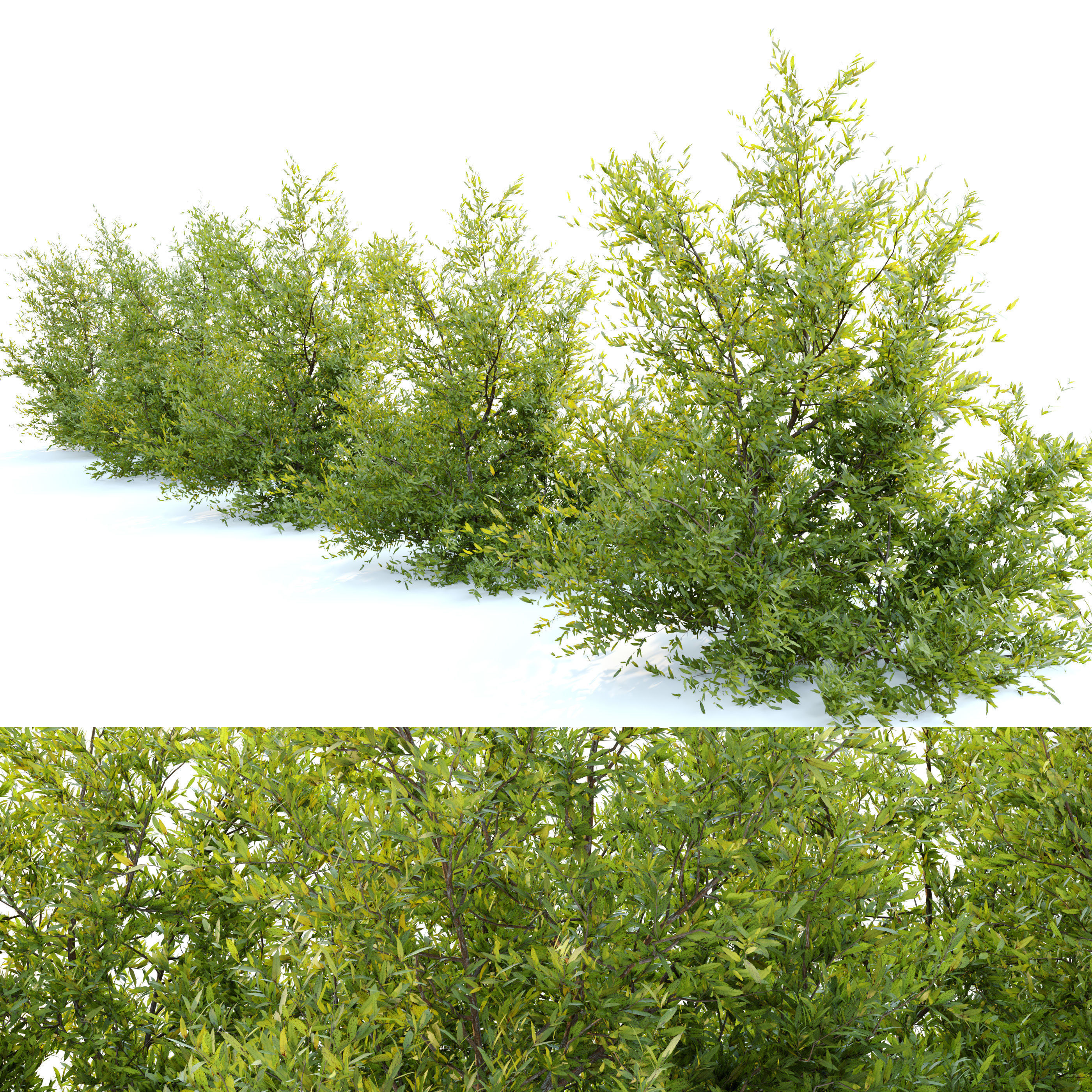 Purpurea bush 3D model_1