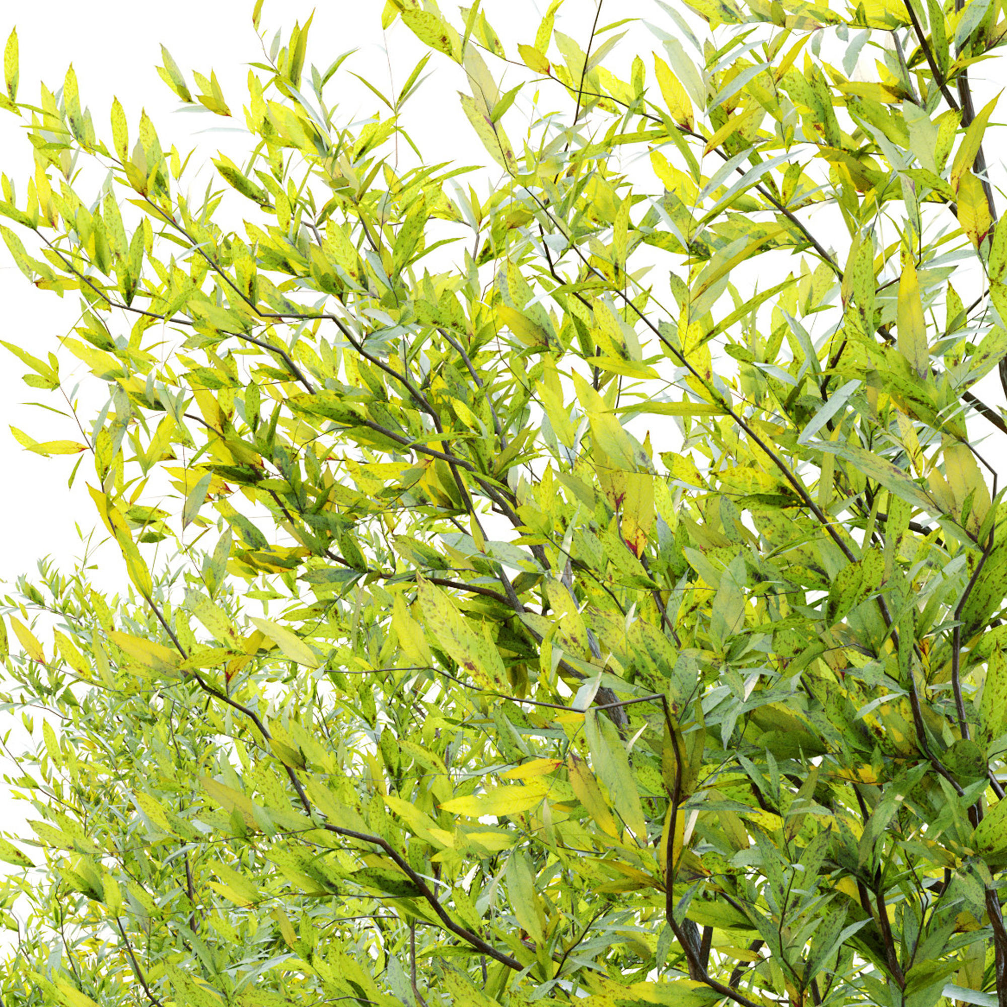 Purpurea bush 3D model_4