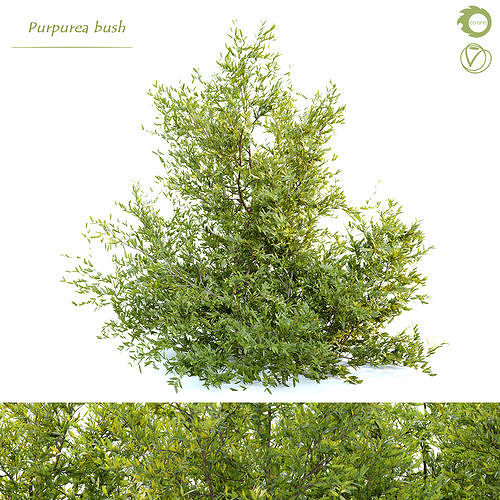 Purpurea bush 3D model
