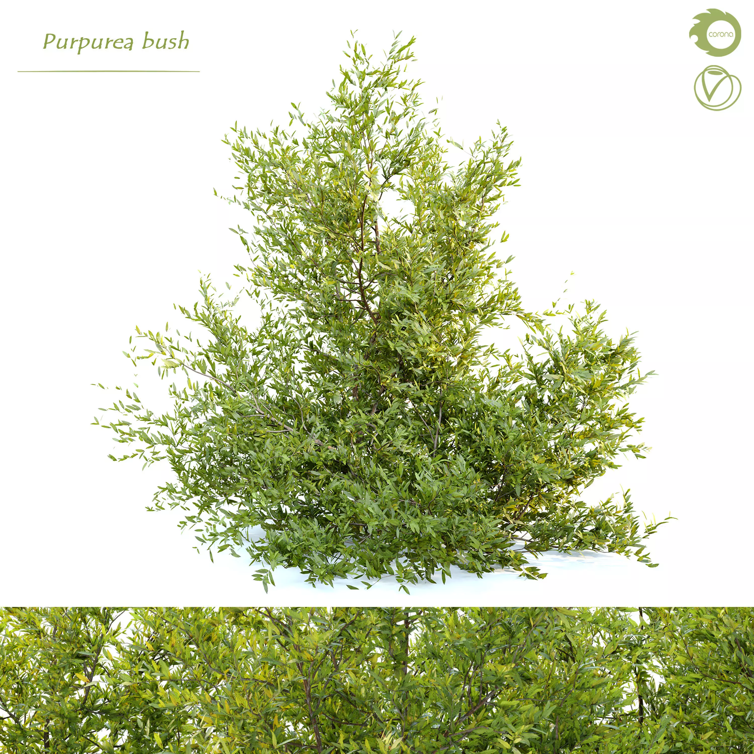 Purpurea bush 3D model_0