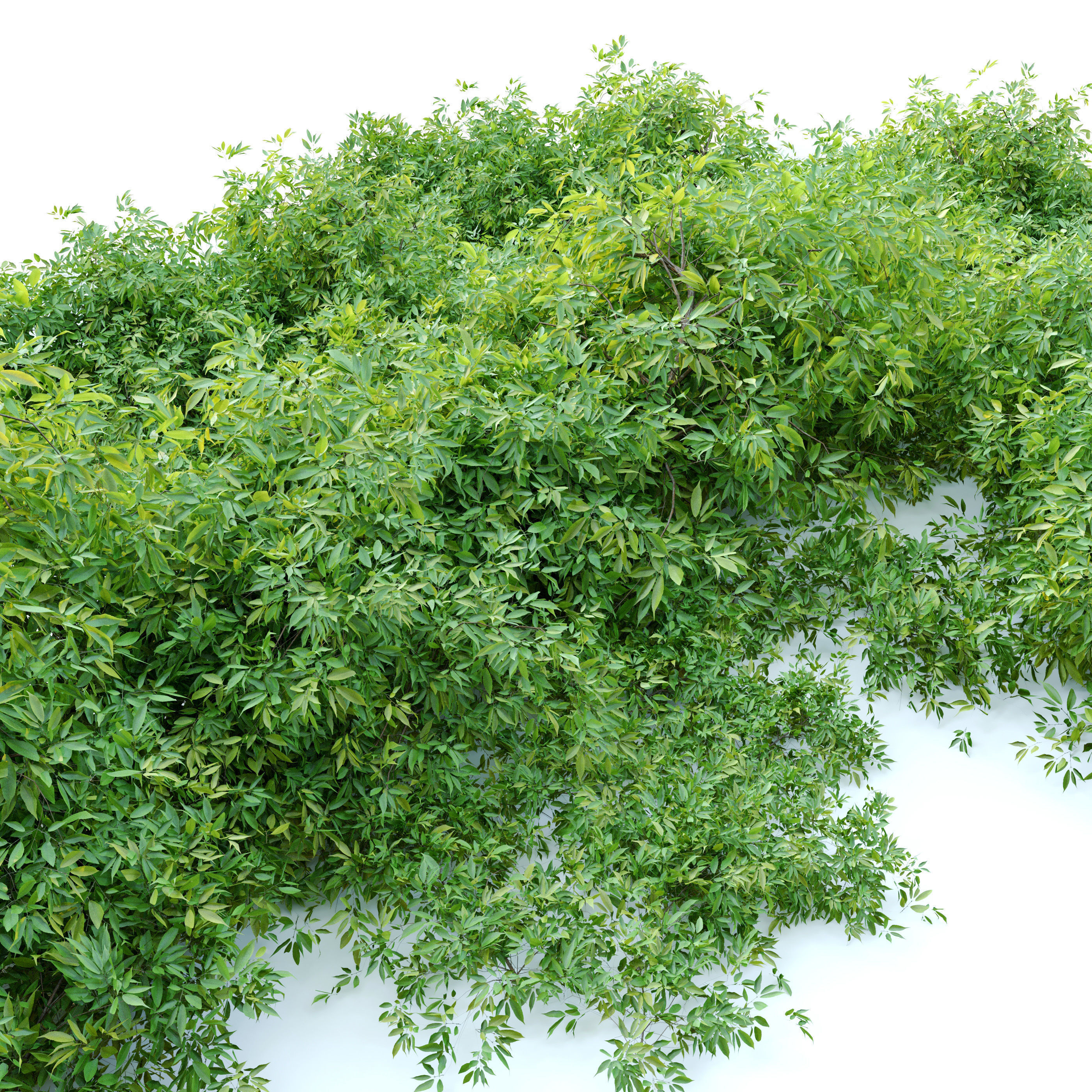 Rudy haag burning bush 3D model_1