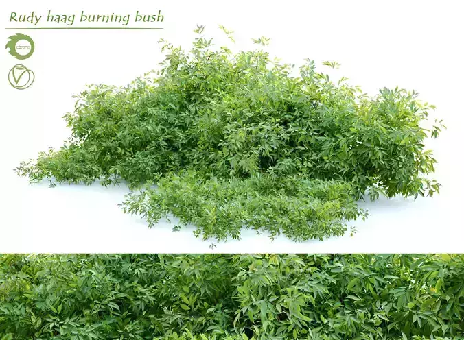 Rudy haag burning bush 3D model