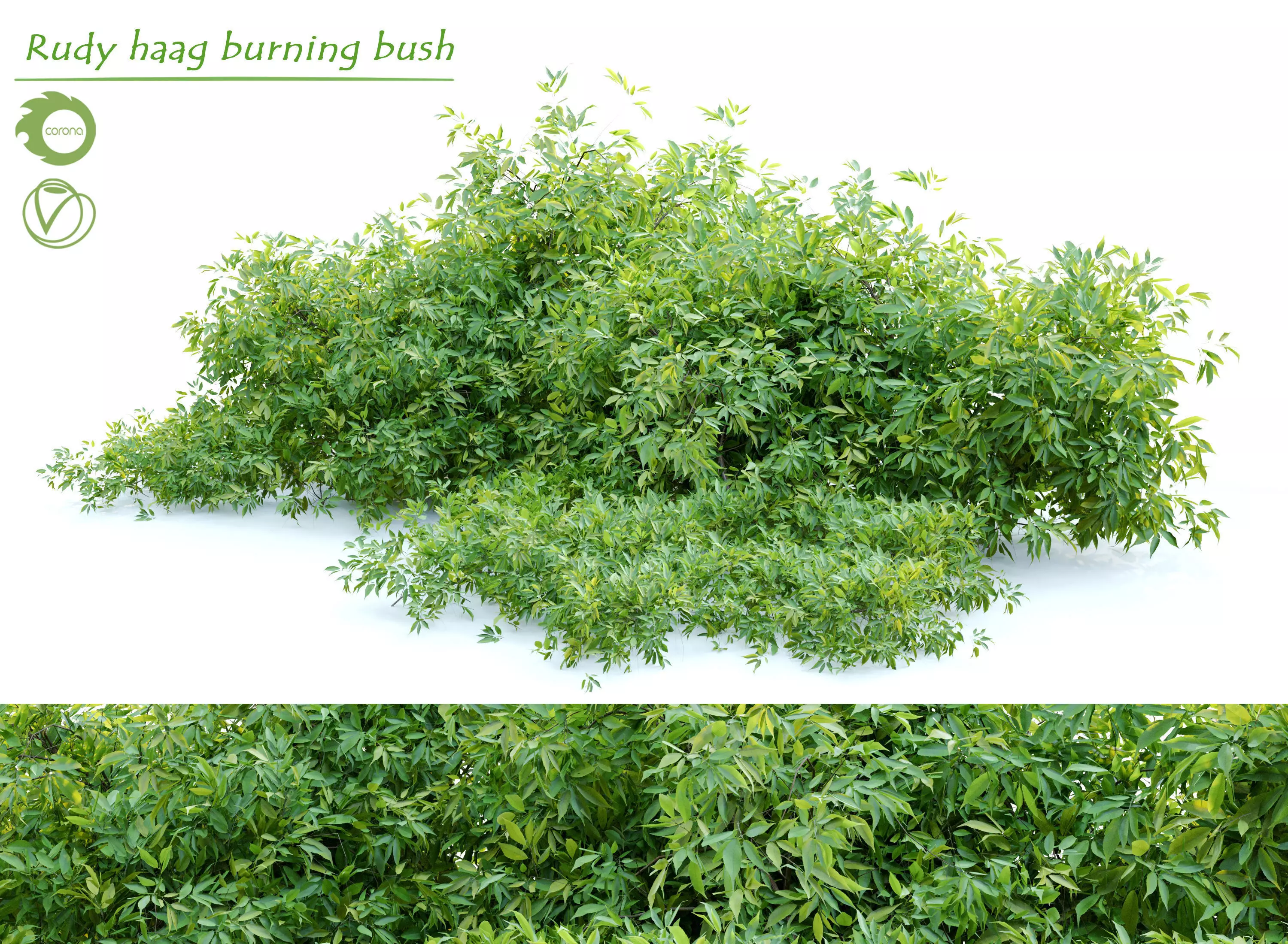 Rudy haag burning bush 3D model_0