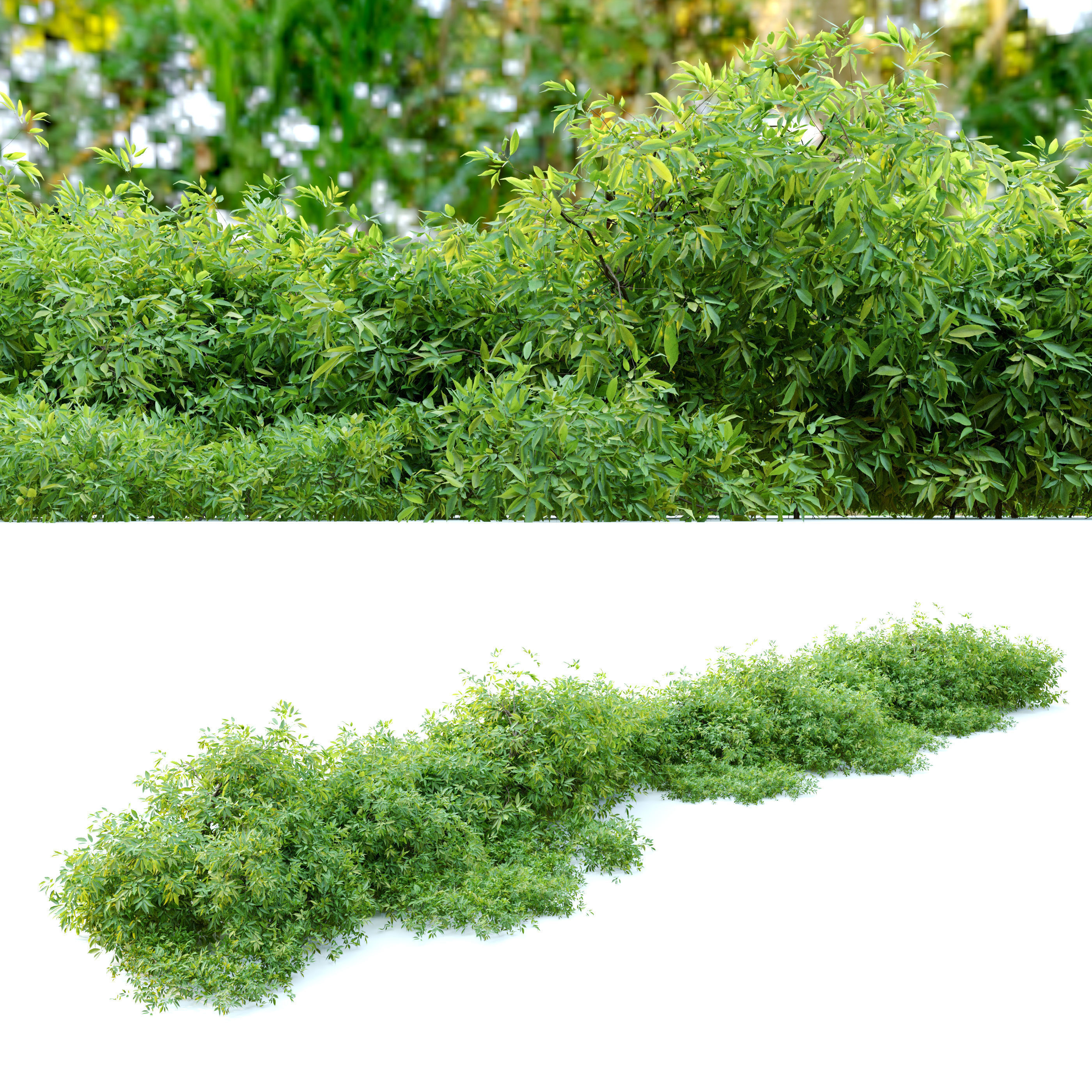 Rudy haag burning bush 3D model_2