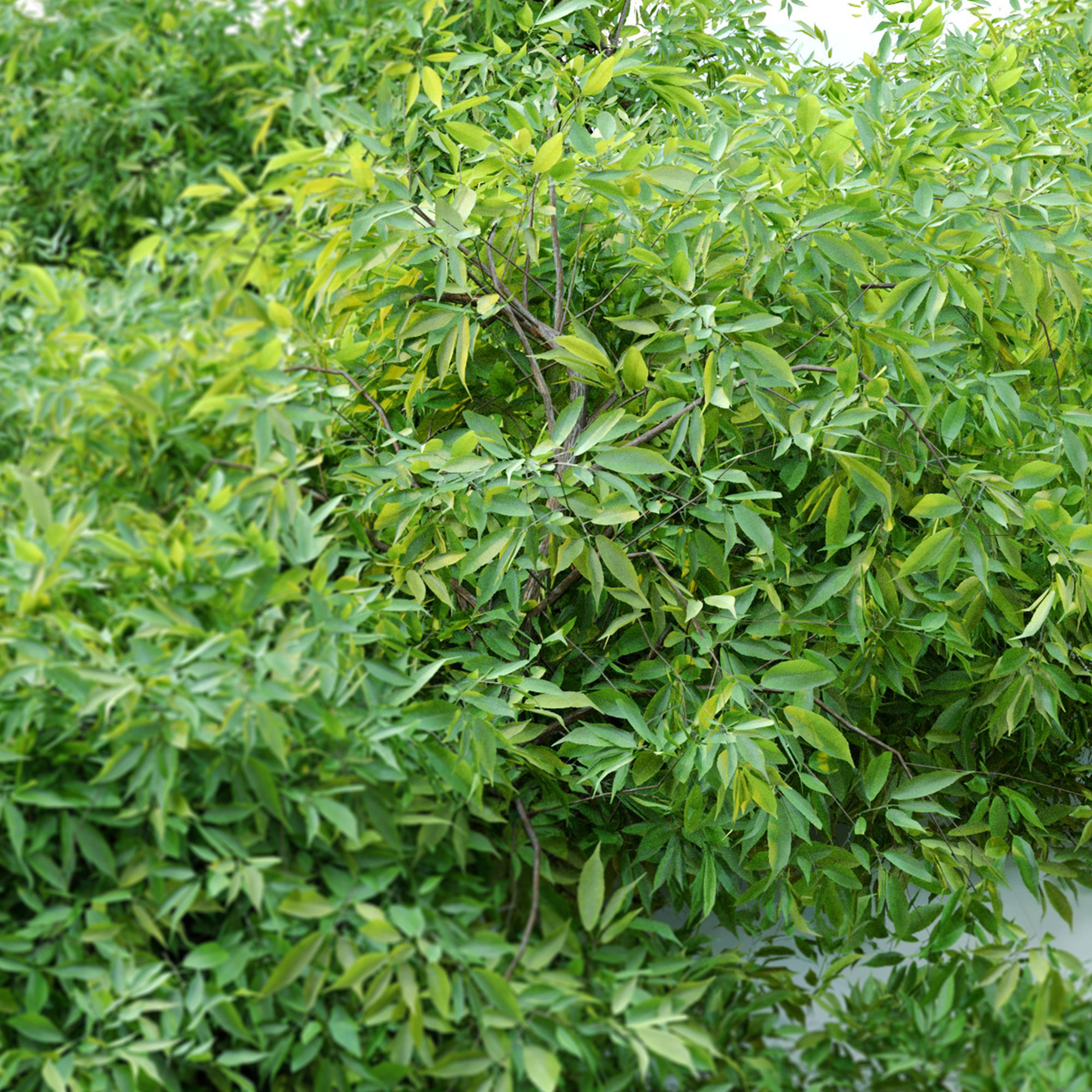 Rudy haag burning bush 3D model_5