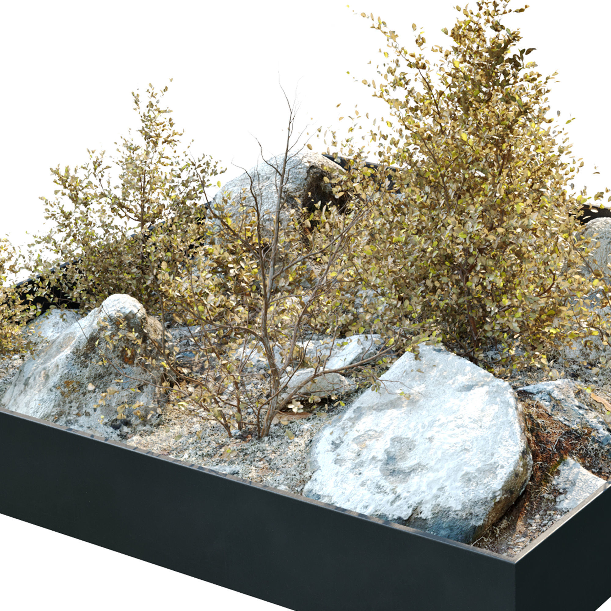 Dry plants in rocky base 3D model_4