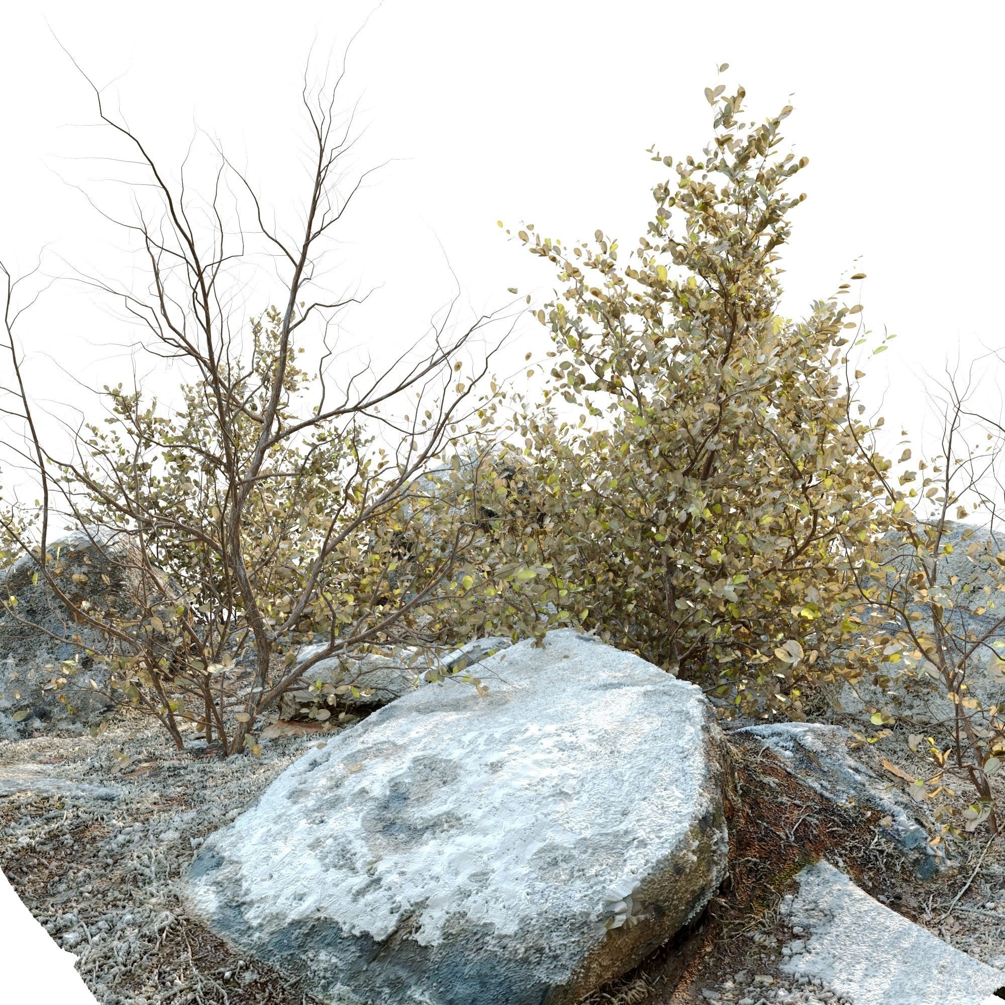 Dry plants in rocky base 3D model_5