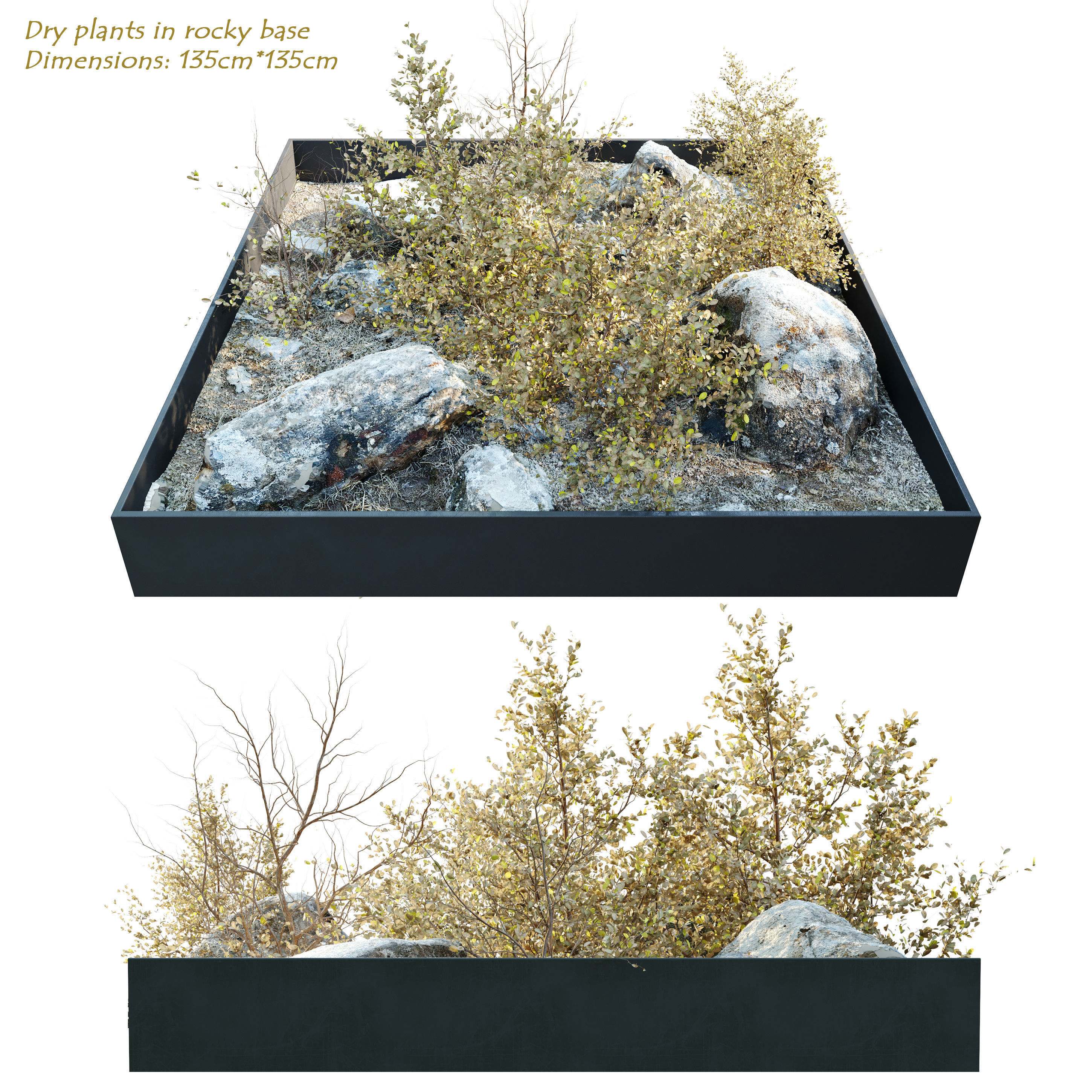 Dry plants in rocky base 3D model_1