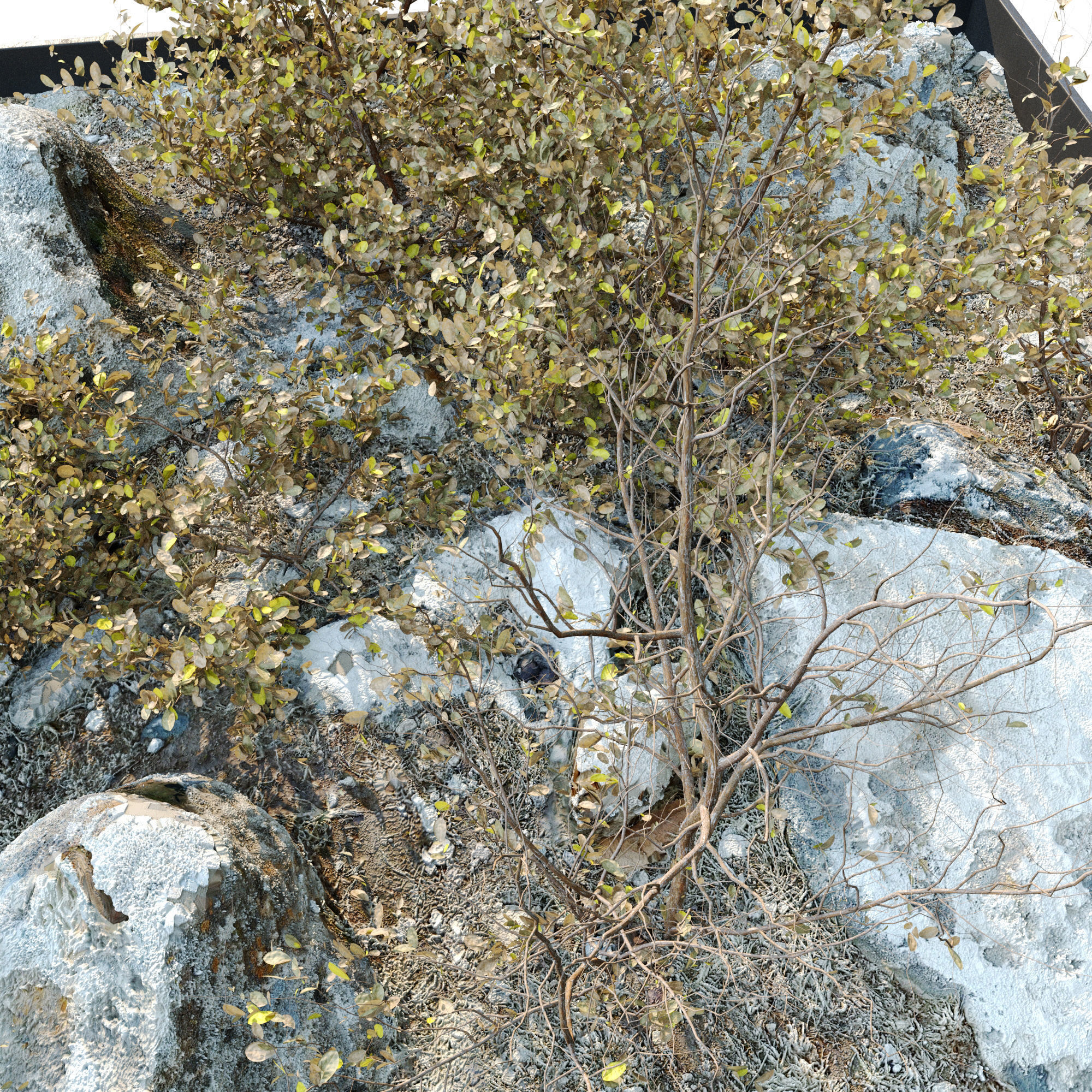 Dry plants in rocky base 3D model_3