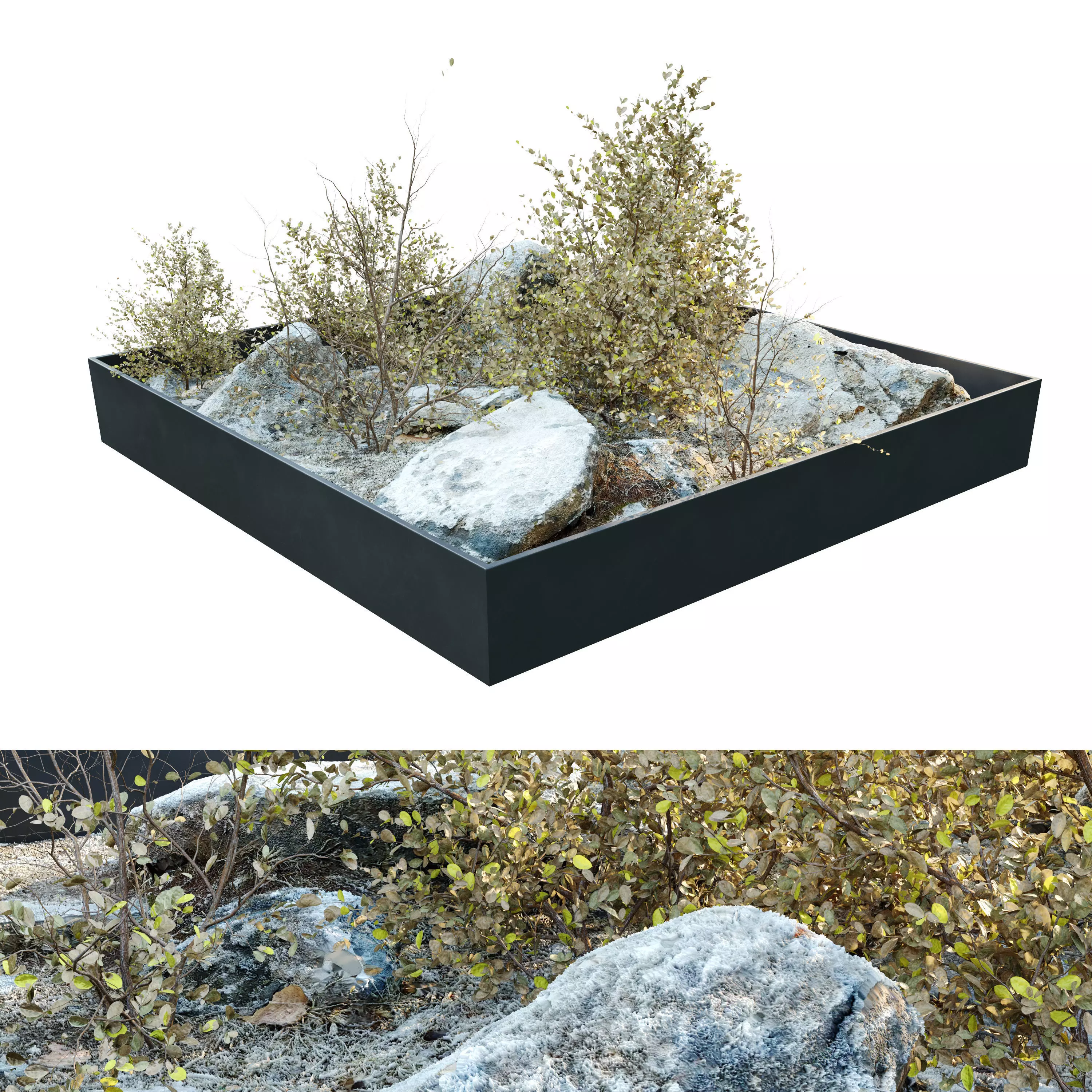 Dry plants in rocky base 3D model_0