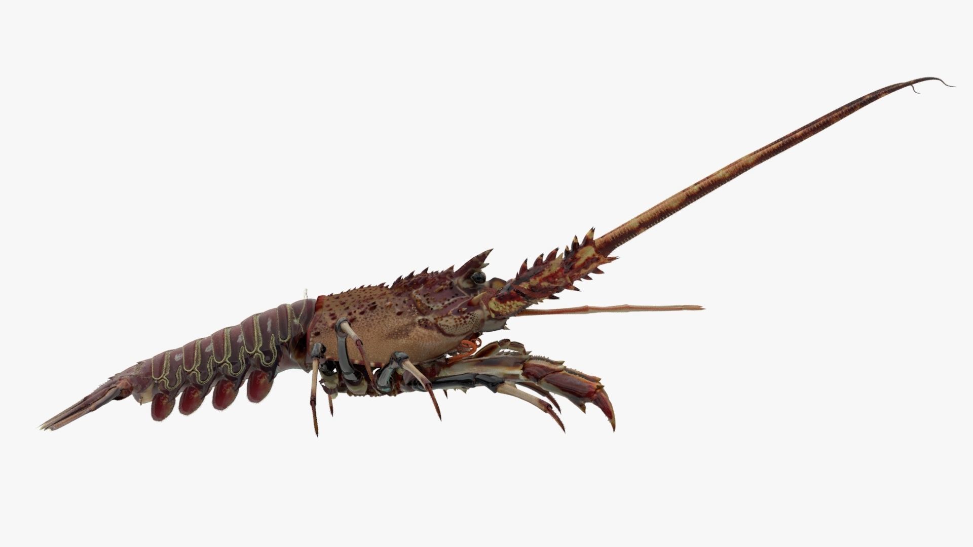 realistic lobster Low-poly 3D model_4