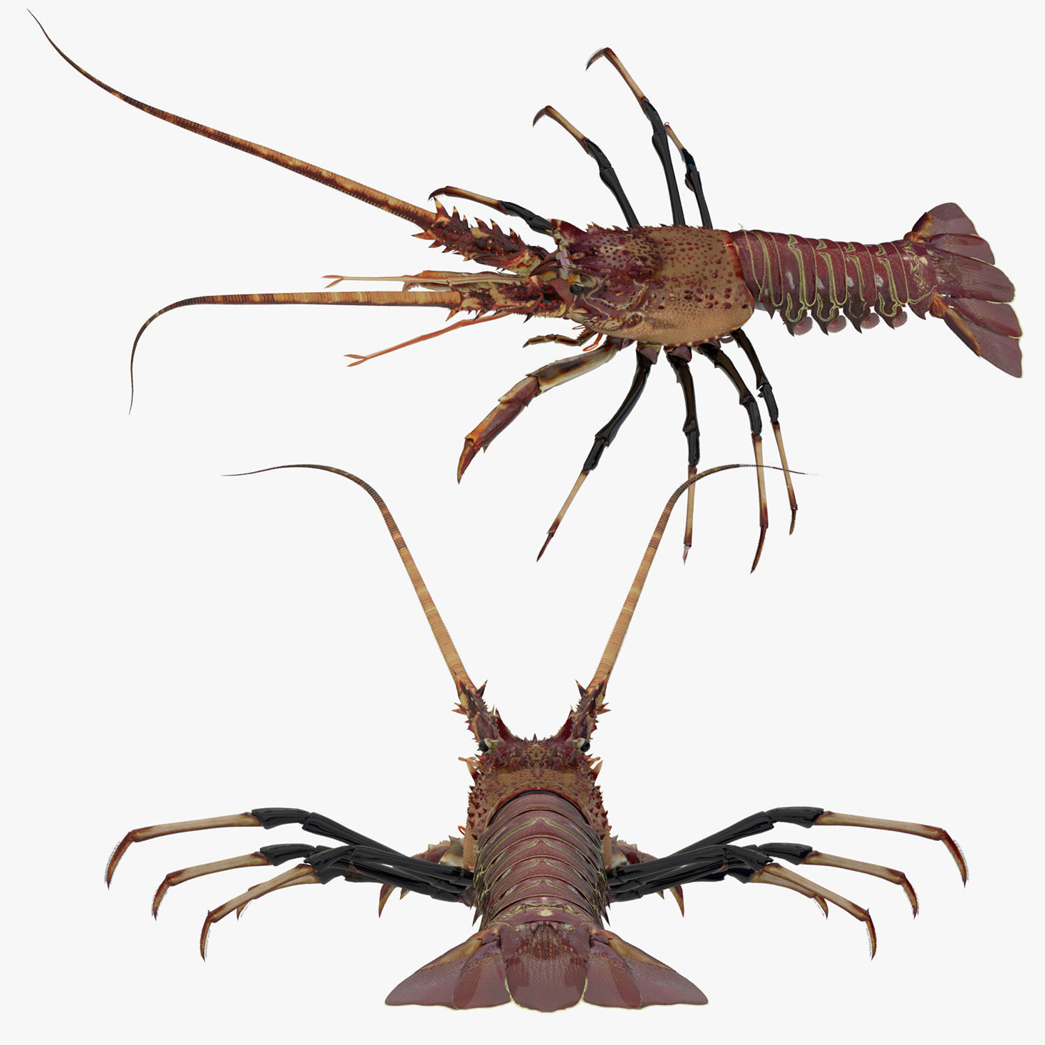 realistic lobster Low-poly 3D model_6
