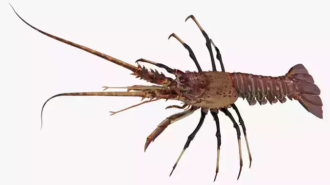 realistic lobster Low-poly 3D model