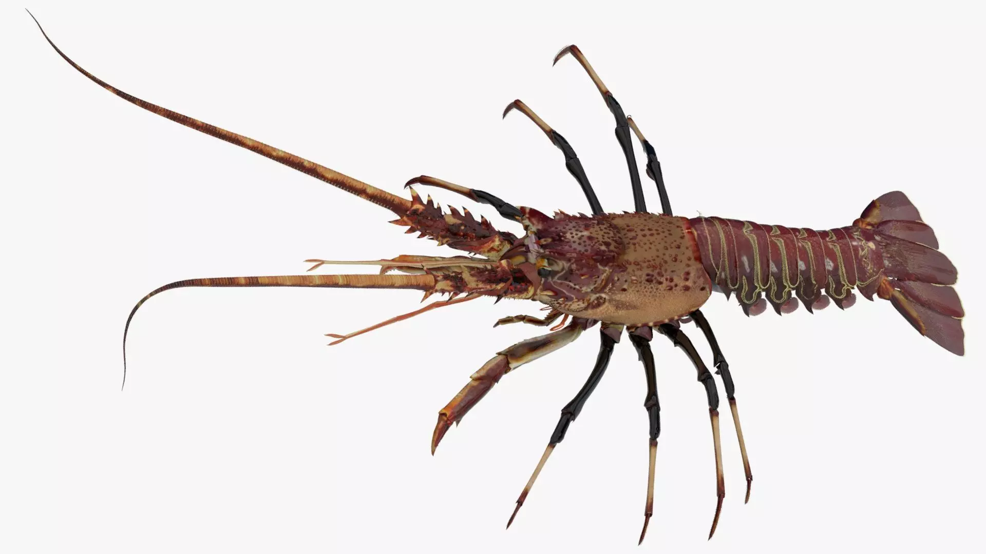 realistic lobster Low-poly 3D model_0