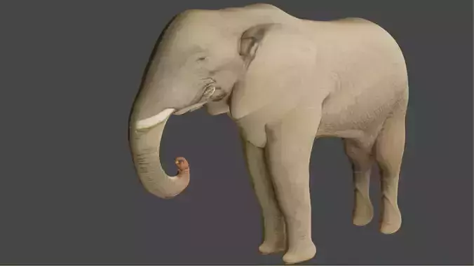 Elephant Rigged