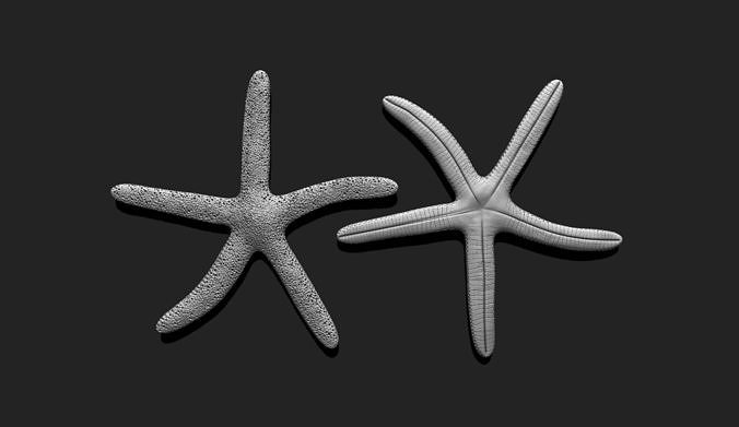 Starfish 3 - 3D Print - Aquarium 3D print model