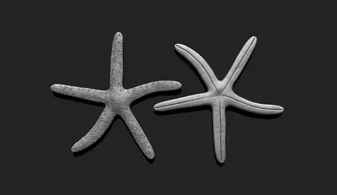 Starfish 3 - 3D Print - Aquarium 3D print model