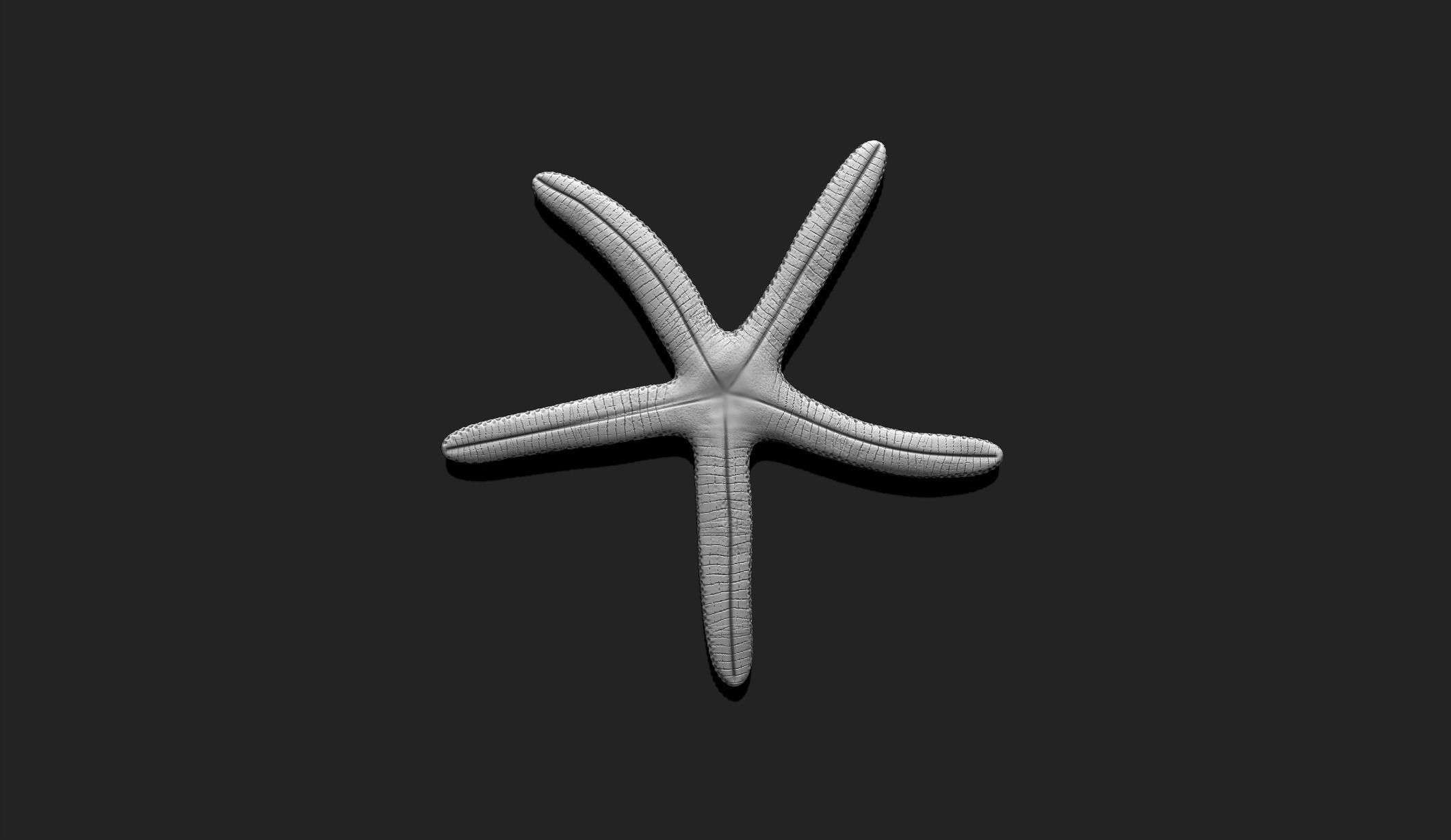 Starfish 3 - 3D Print - Aquarium 3D print model_5