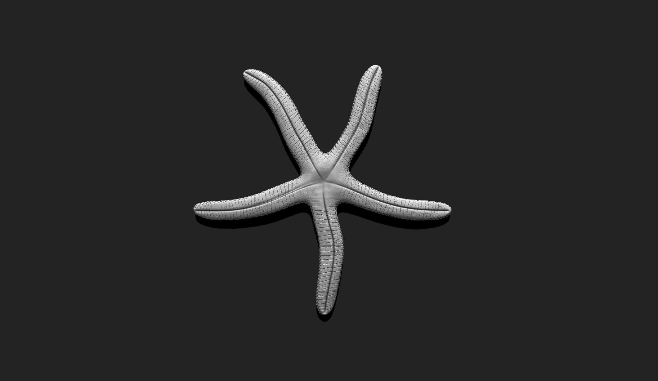 Starfish 4 - 3D Print - Aquarium 3D print model_5