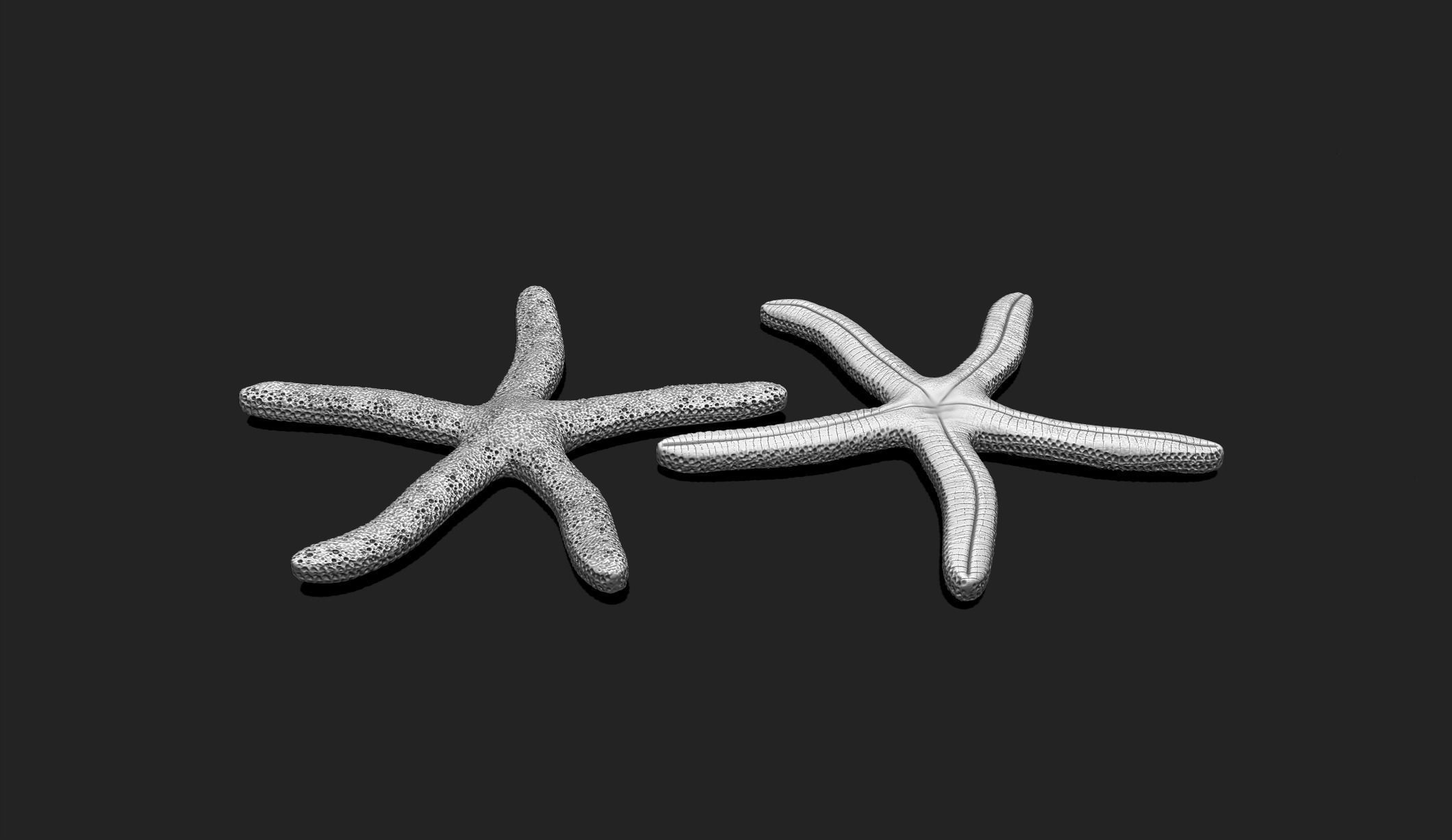 Starfish 4 - 3D Print - Aquarium 3D print model_3