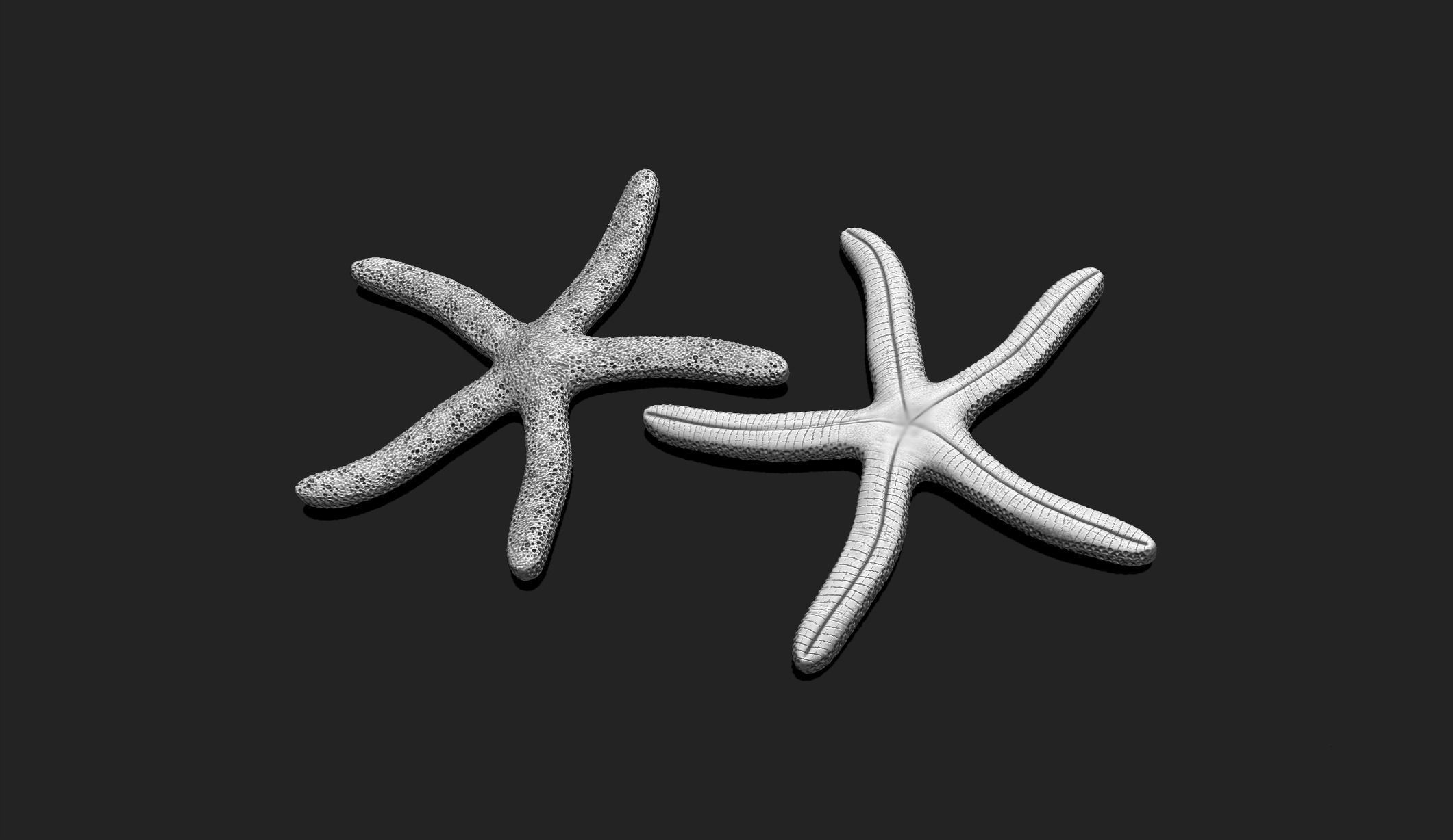 Starfish 4 - 3D Print - Aquarium 3D print model_1