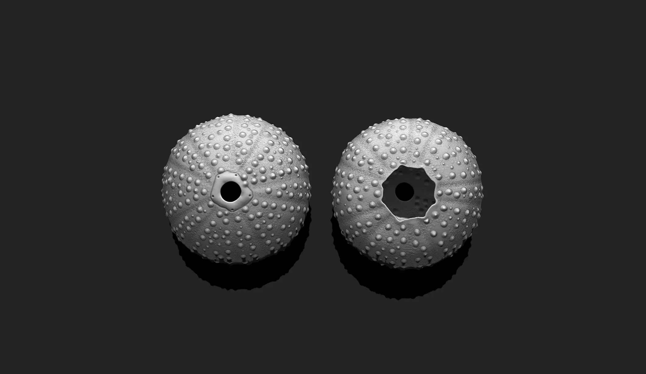Sea Urchin - 3D Print - Aquarium 3D print model_0