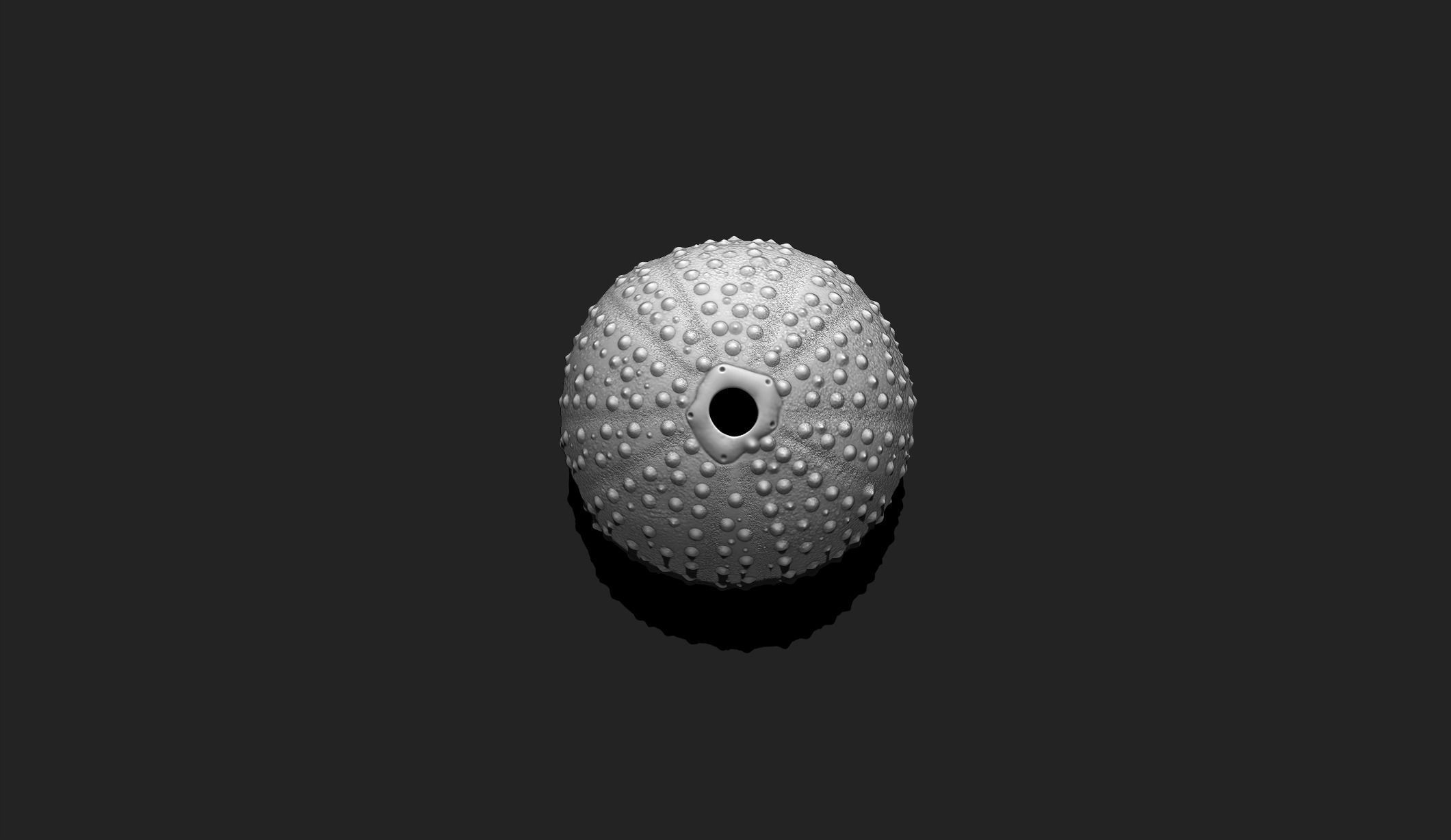 Sea Urchin - 3D Print - Aquarium 3D print model_2