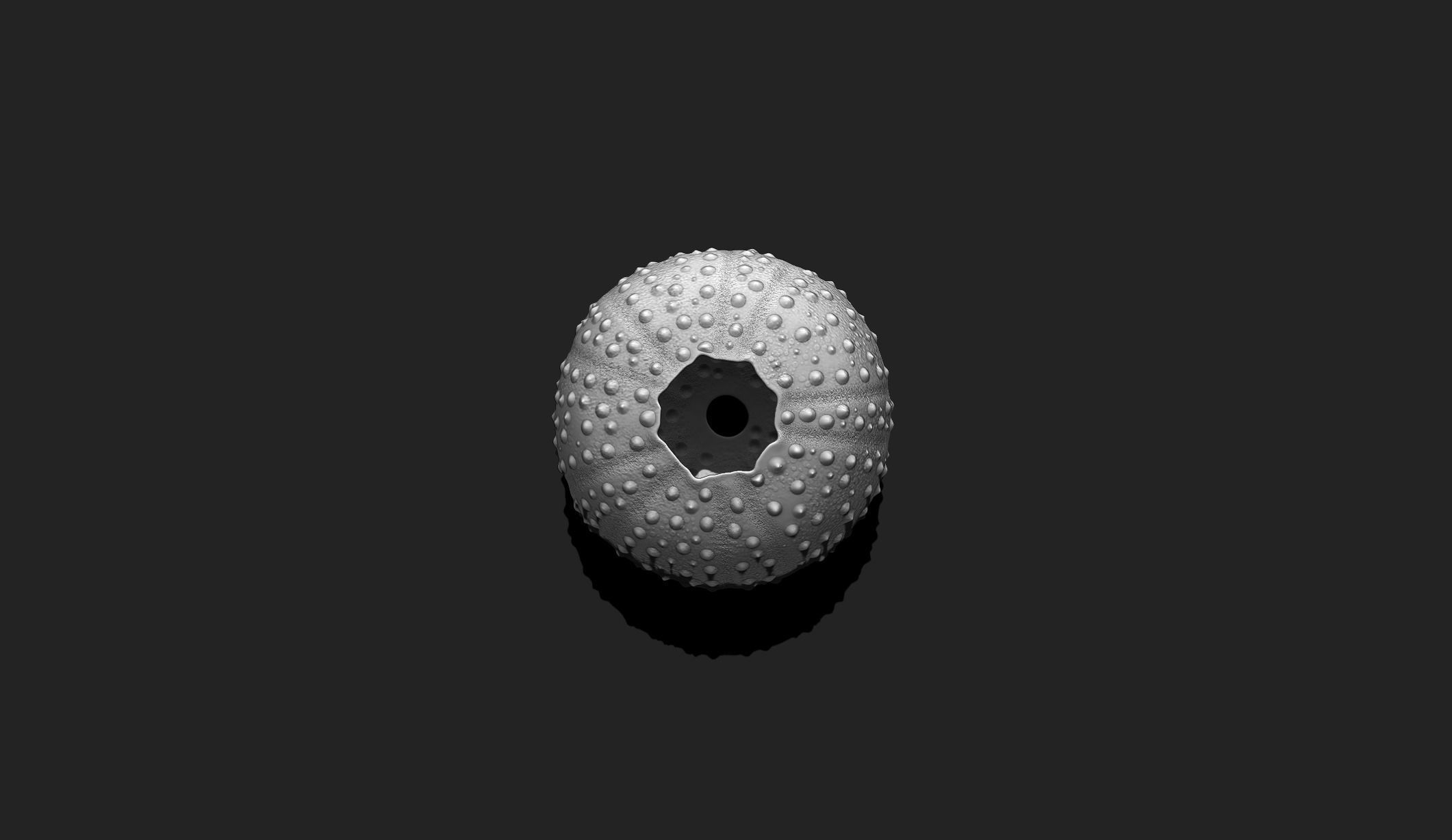 Sea Urchin - 3D Print - Aquarium 3D print model_5