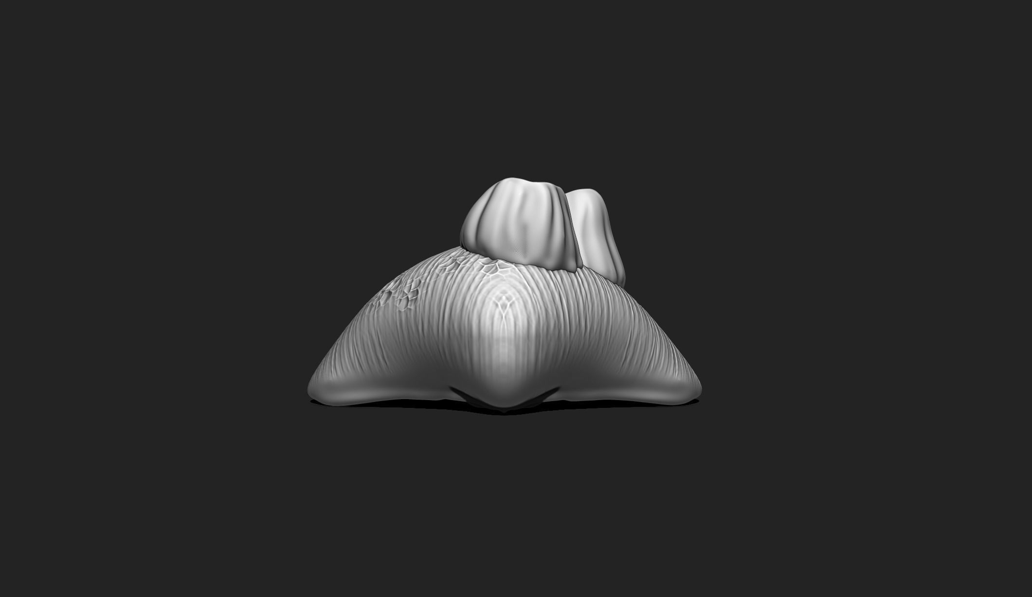 Shell with Barnacles - 3D Print - Aquarium 3D print model_3