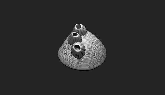 Shell with Barnacles - 3D Print - Aquarium 3D print model