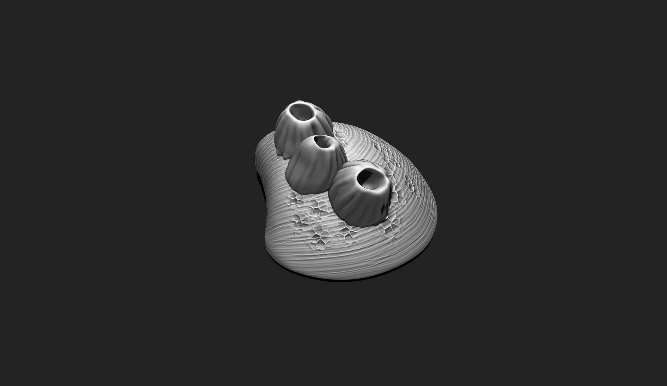 Shell with Barnacles - 3D Print - Aquarium 3D print model_2
