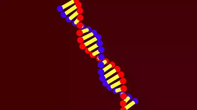 dna-3d dna strand 3D model