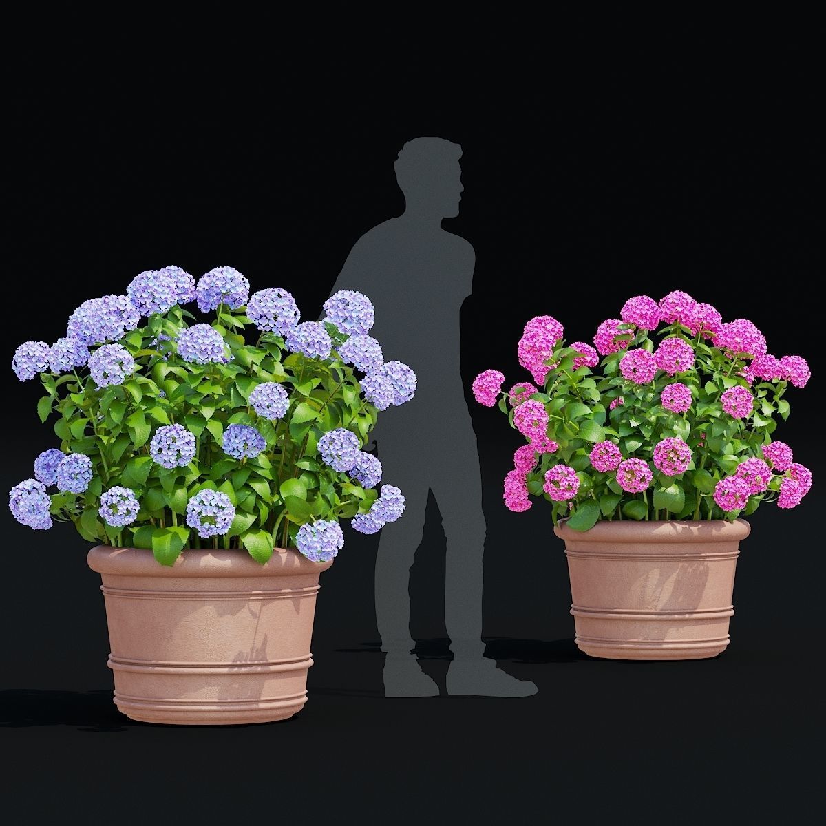 Hydrangea macrophylla 2 colors 3D model_5