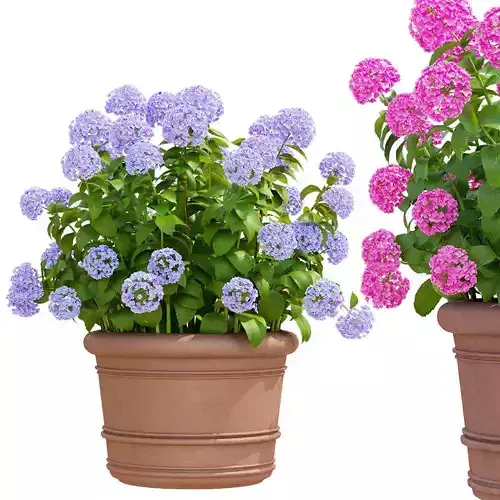 Hydrangea macrophylla 2 colors 3D model